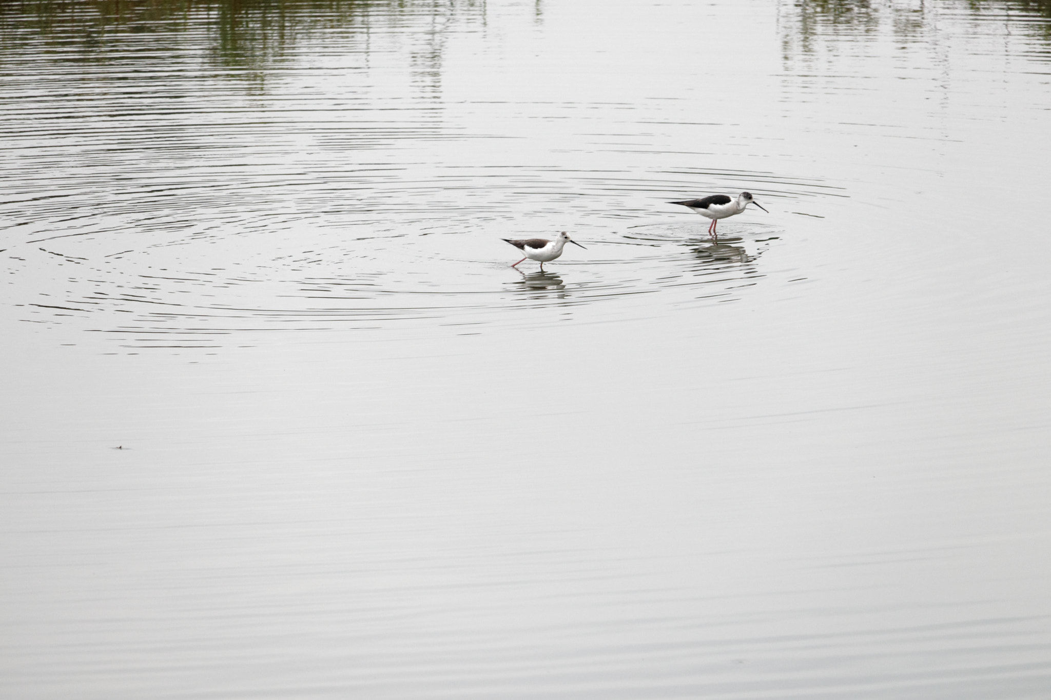 Canon EOS 80D sample photo. Black-winged stilt photography