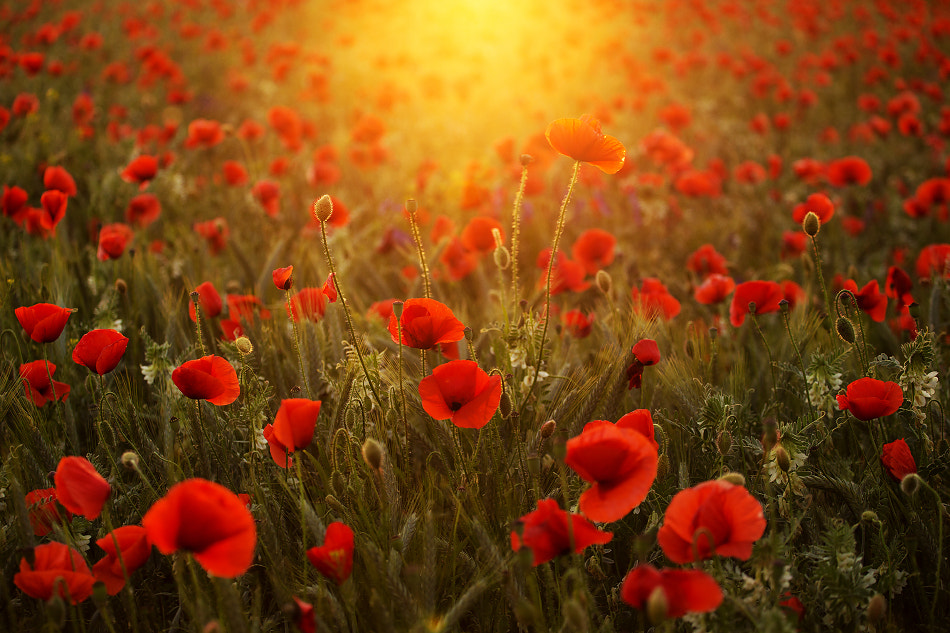 Canon EOS 6D + Canon EF 70-200mm F4L USM sample photo. Flowering poppies photography