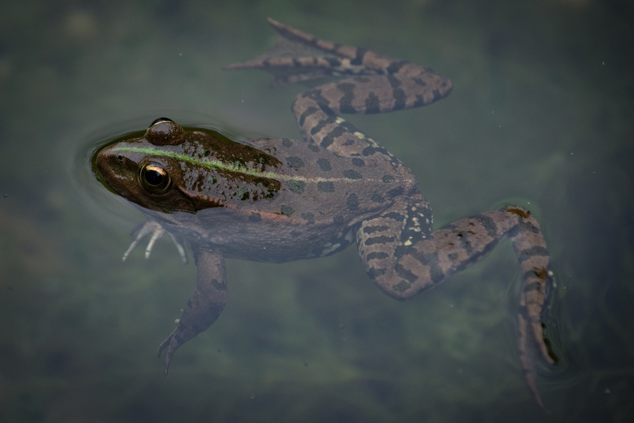 Nikon D7100 sample photo. Floating photography