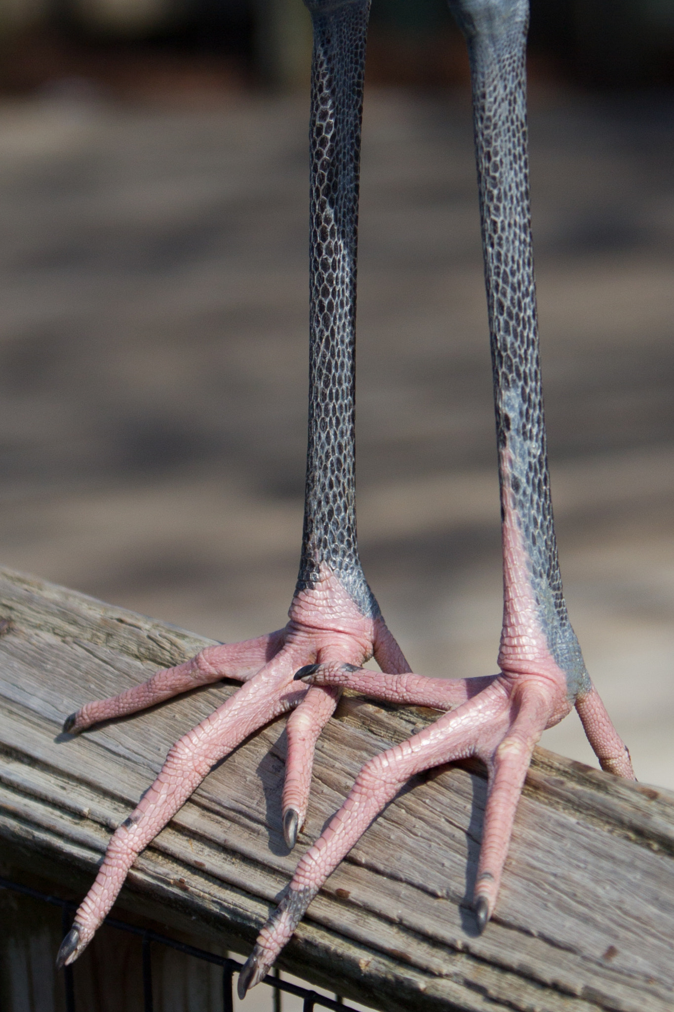Canon EF 70-200mm F2.8L IS USM sample photo. Care to guess what bird owns these feet? photography