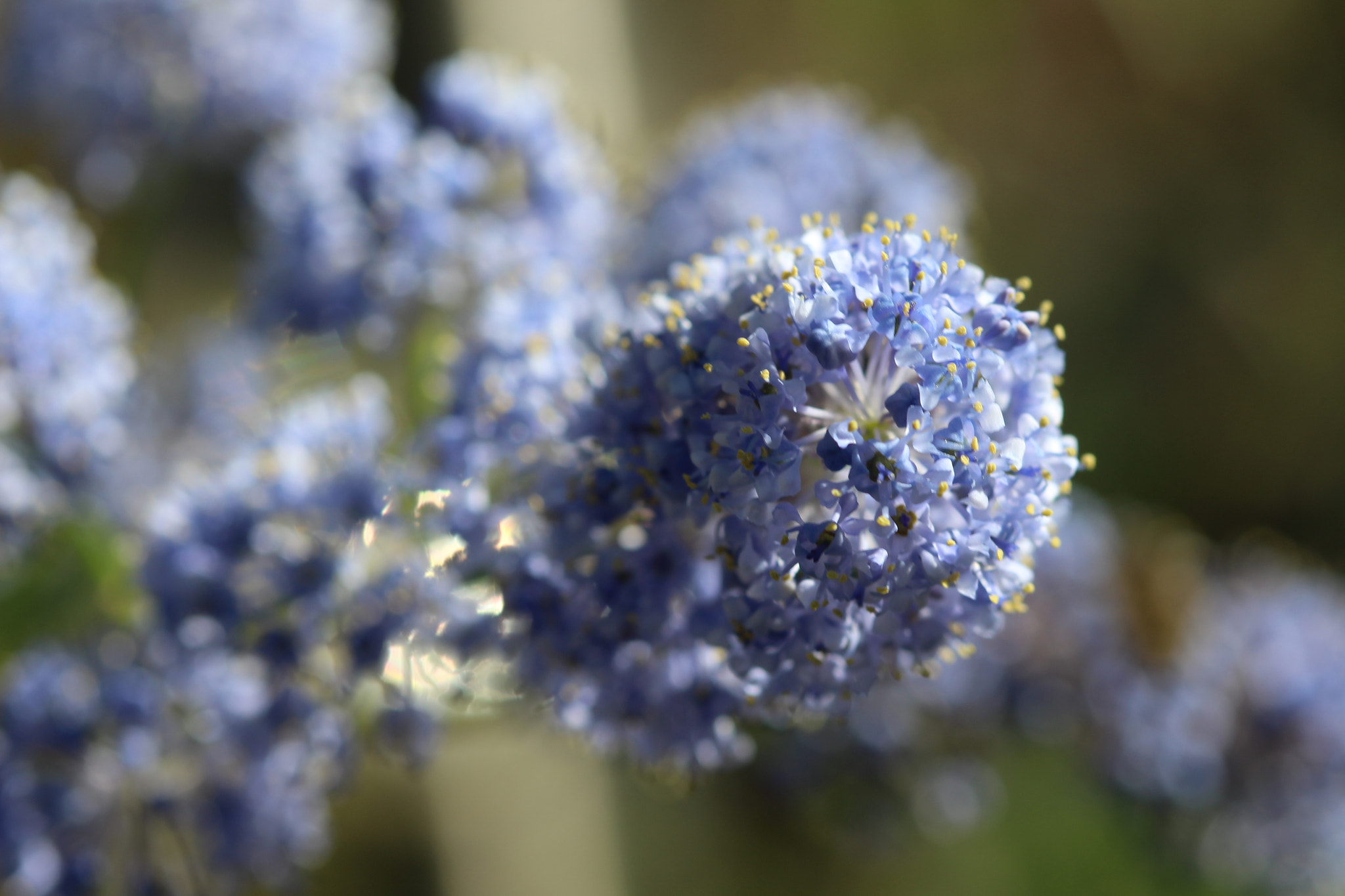 Canon EF 100mm F2.8 Macro USM sample photo. Blue sunday photography