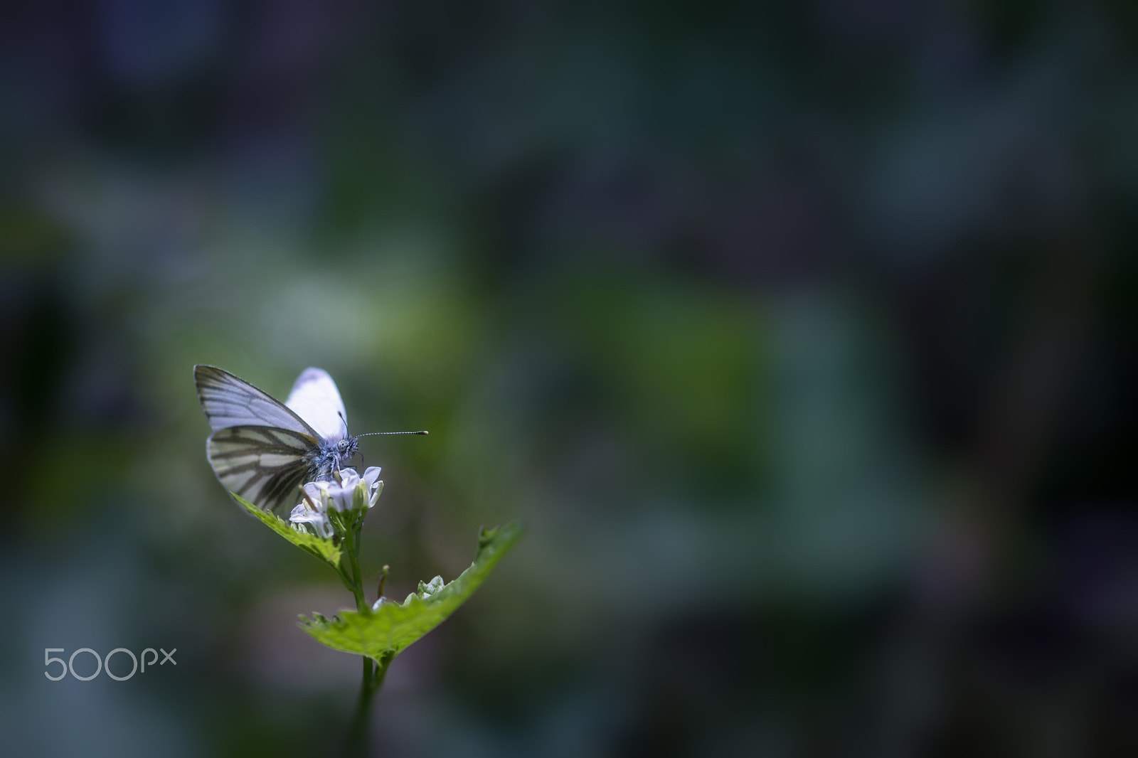 Nikon D7200 sample photo. Butterfly photography