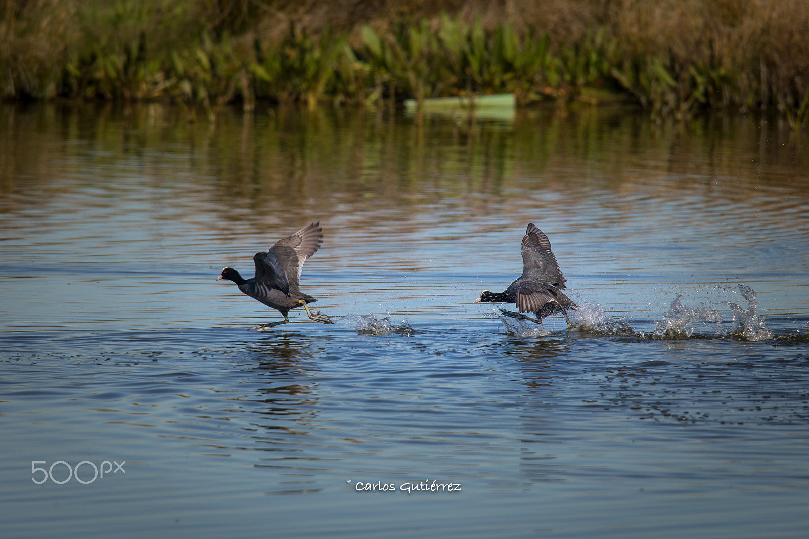 Tamron SP 150-600mm F5-6.3 Di VC USD sample photo. Jugando a pillar photography