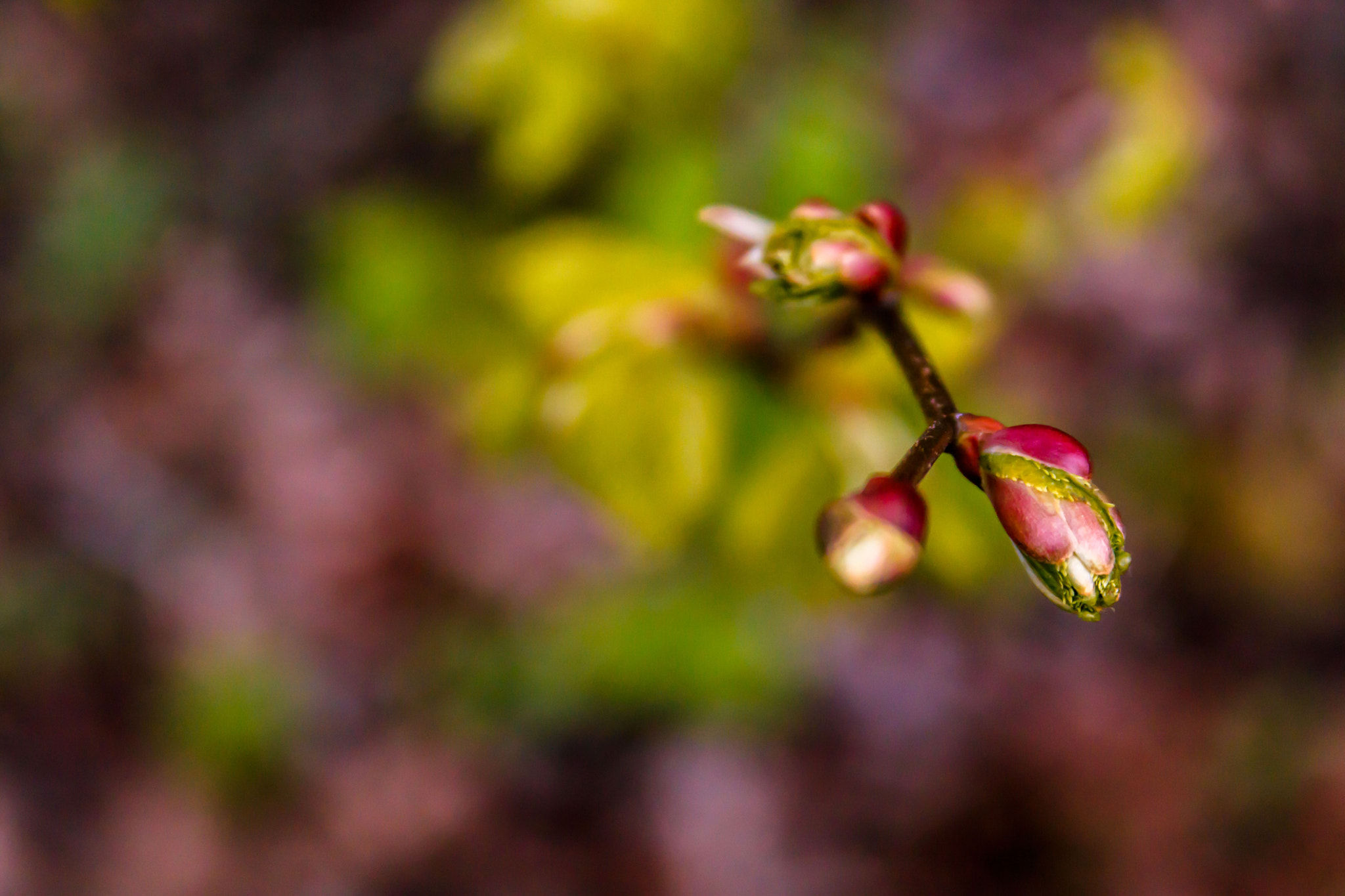 Canon EOS 750D (EOS Rebel T6i / EOS Kiss X8i) + Canon EF 28-135mm F3.5-5.6 IS USM sample photo. Spring is back  photography