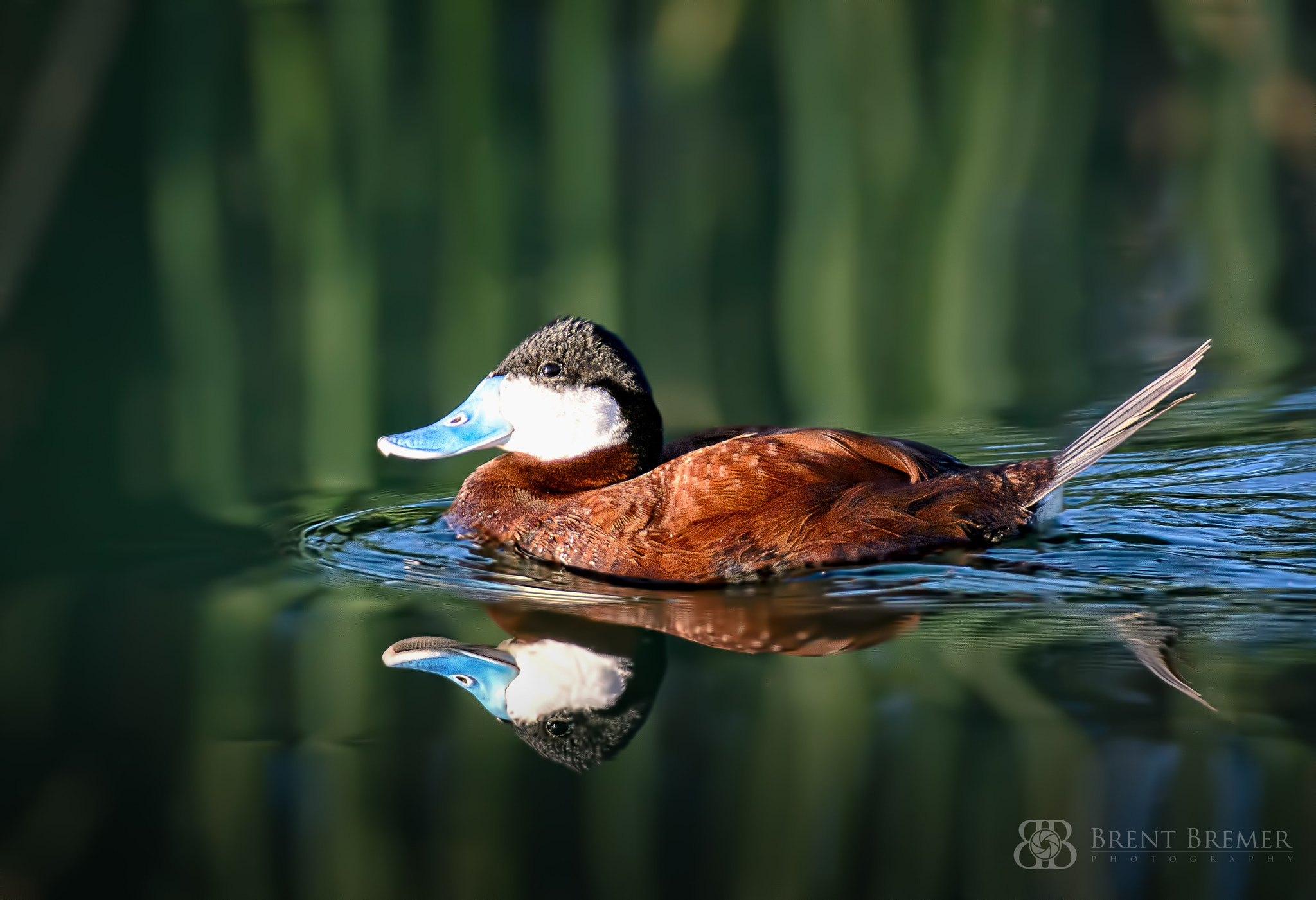 Nikon D7100 sample photo. Ruddy duck photography