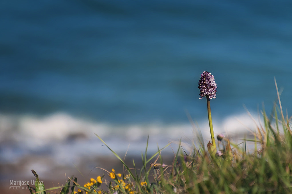 Nikon D300 sample photo. Little flower photography