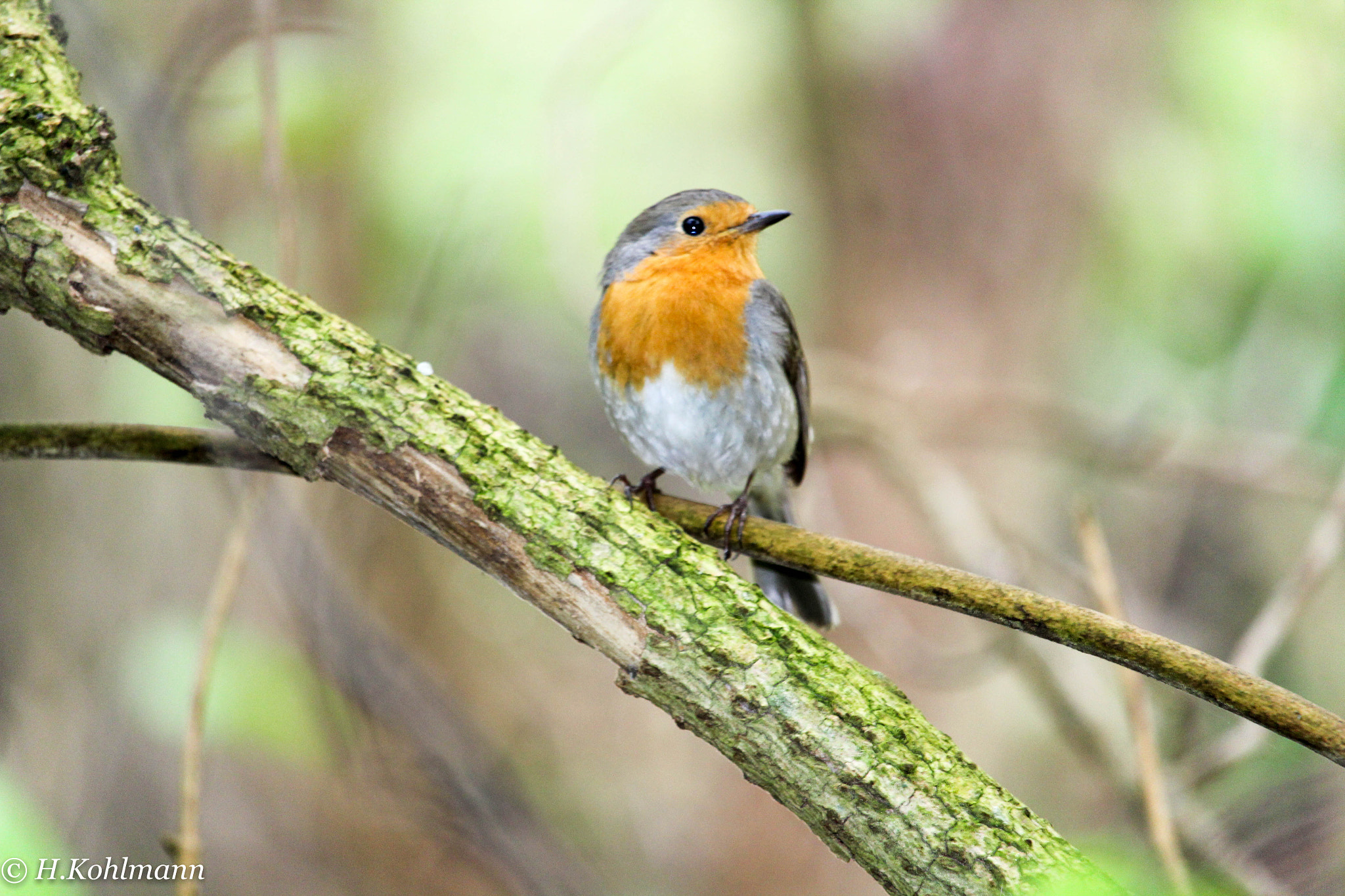 Canon EF-S 55-250mm F4-5.6 IS STM sample photo. Robin photography