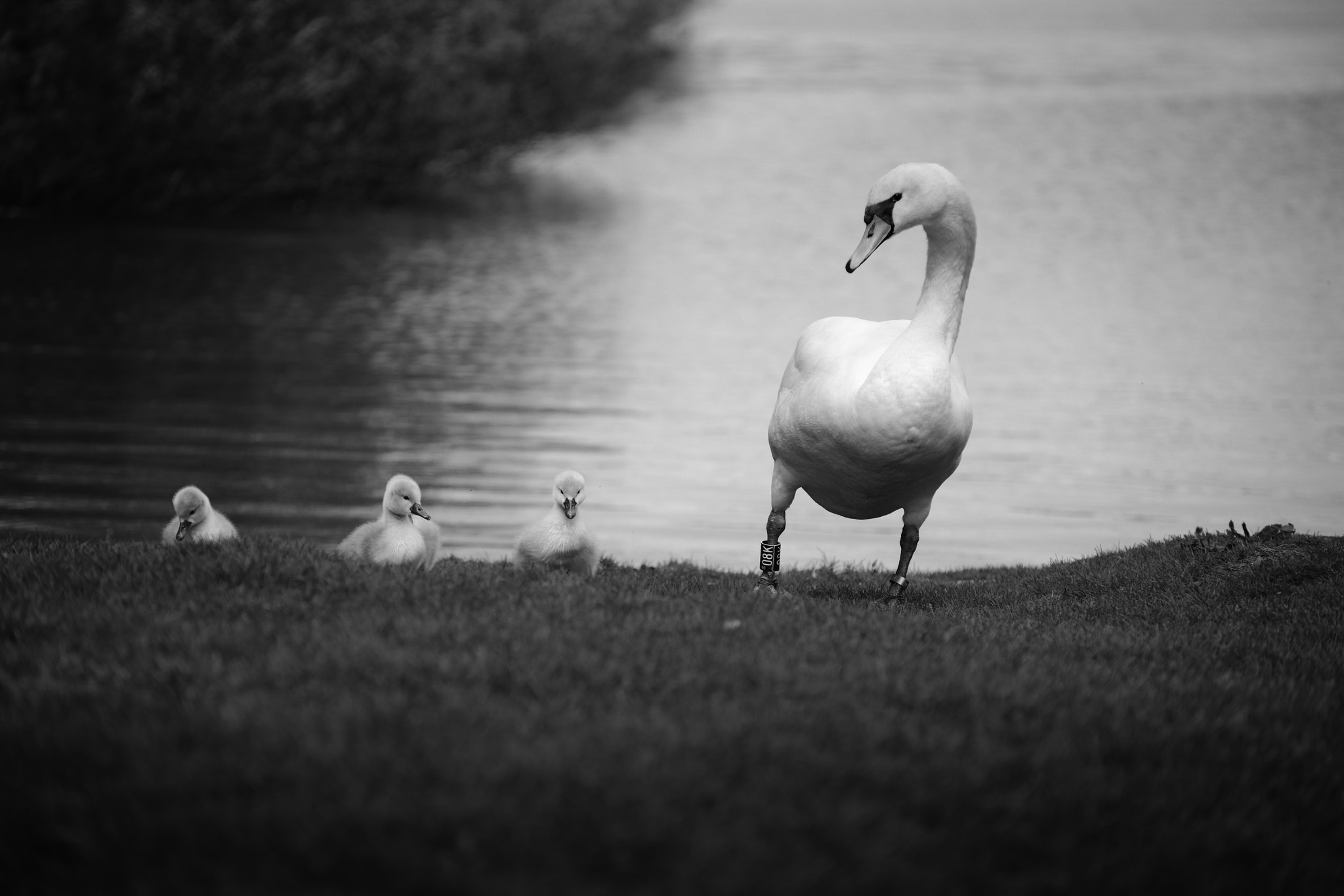 Nikon D800 sample photo. Mother. photography