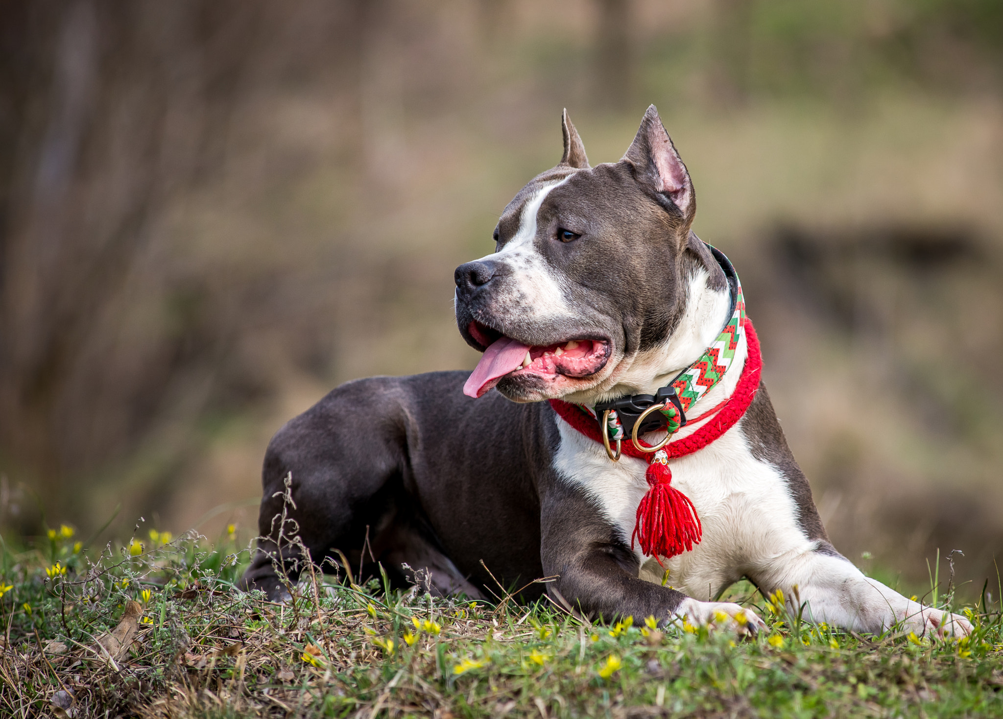 Nikon D610 + Nikon AF-Nikkor 80-200mm F2.8D ED sample photo. Portrait of nice american staffordshire terrier photography