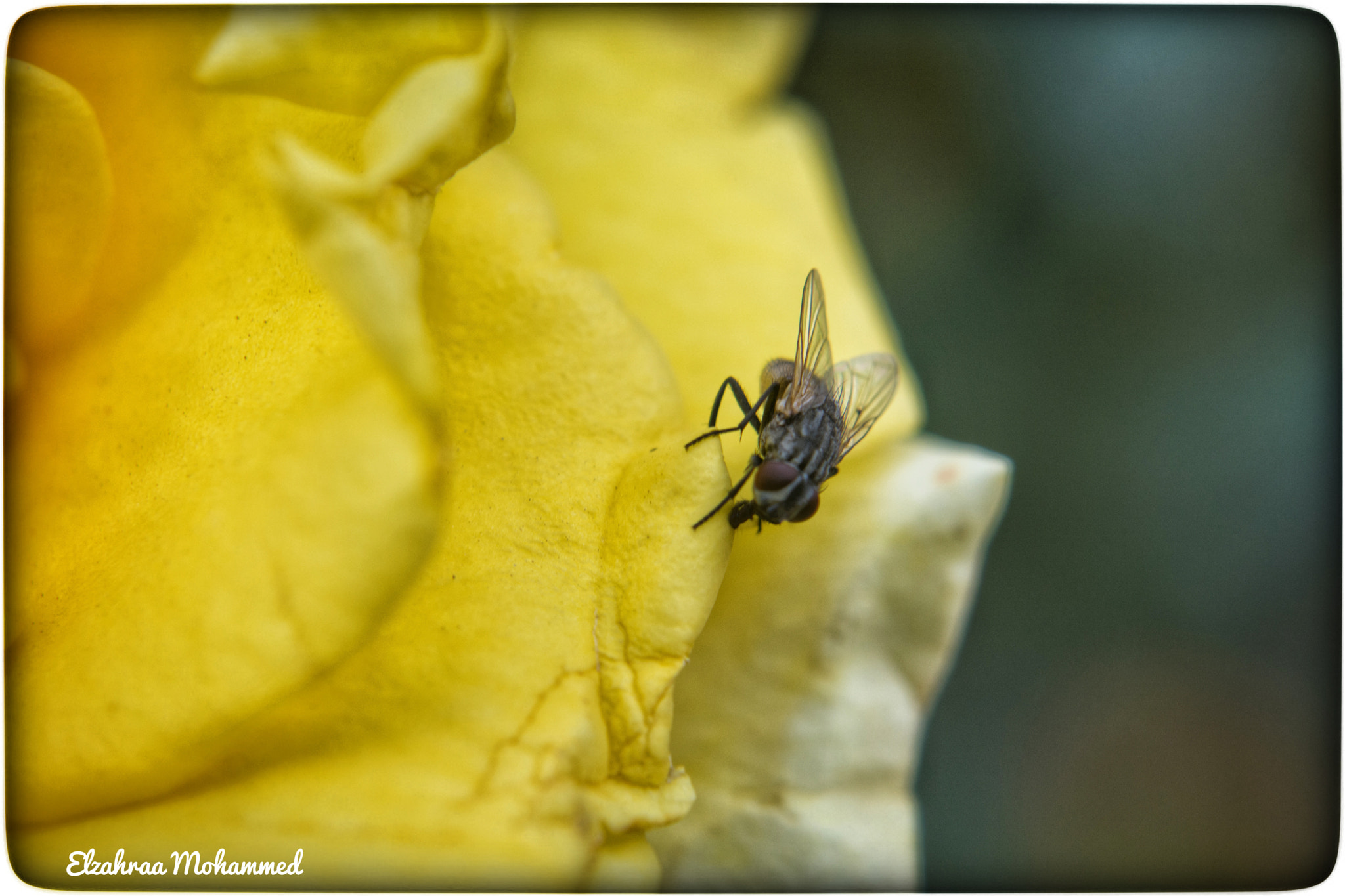 Sigma 50mm F2.8 EX DG Macro sample photo. Spring colors 18 photography