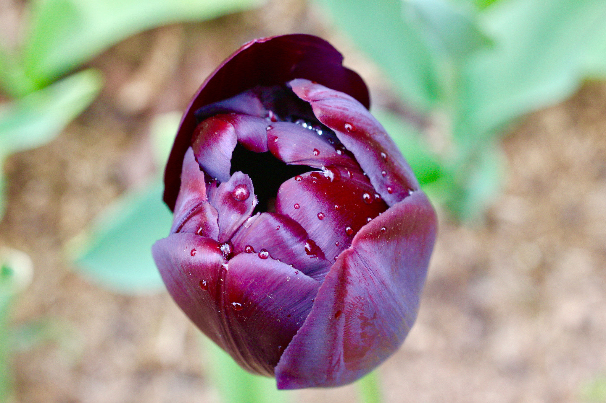 Sigma 50mm f/2.8 EX sample photo. Black tulip photography