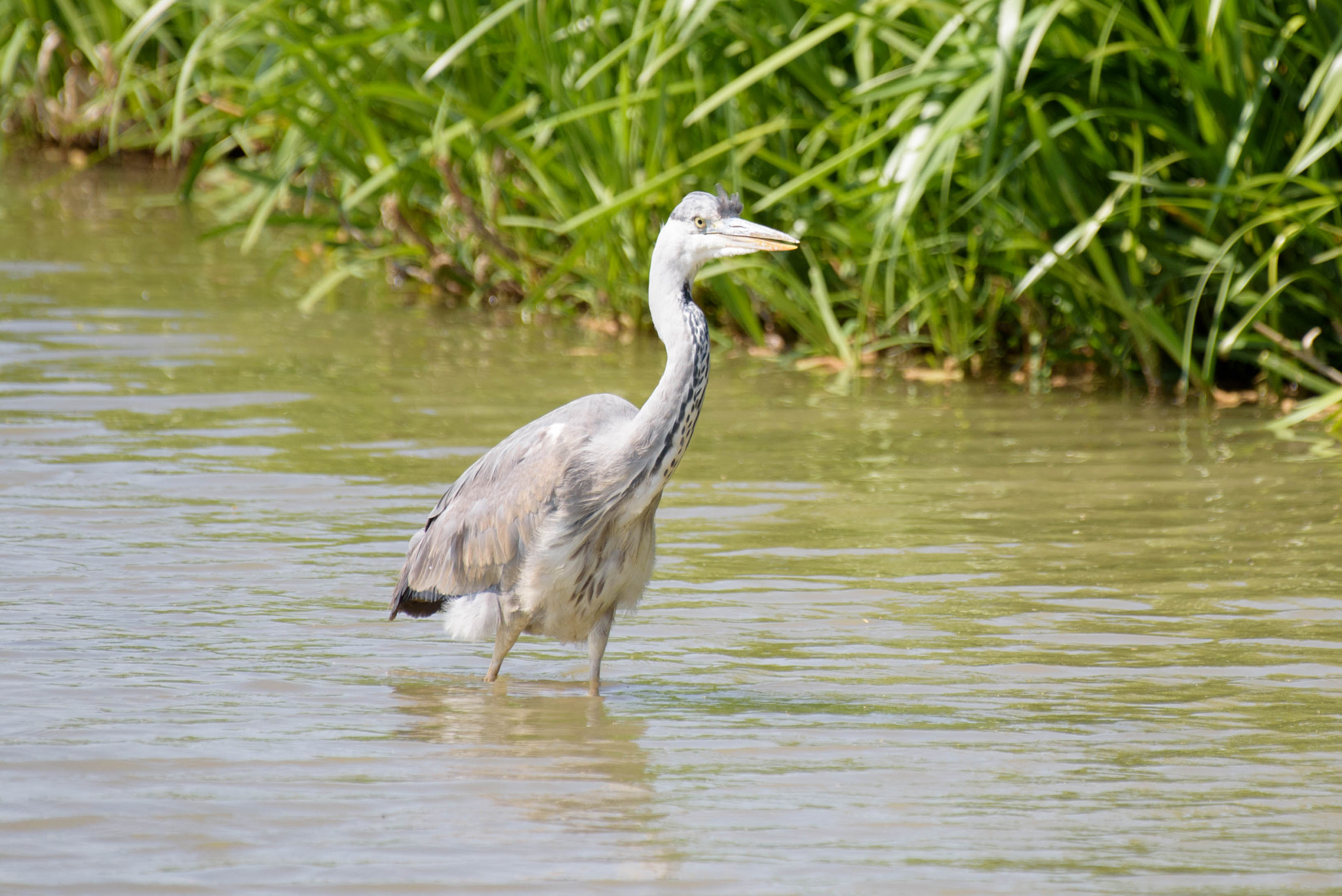 Nikon AF-S Nikkor 200-500mm F5.6E ED VR sample photo. Gray heron photography