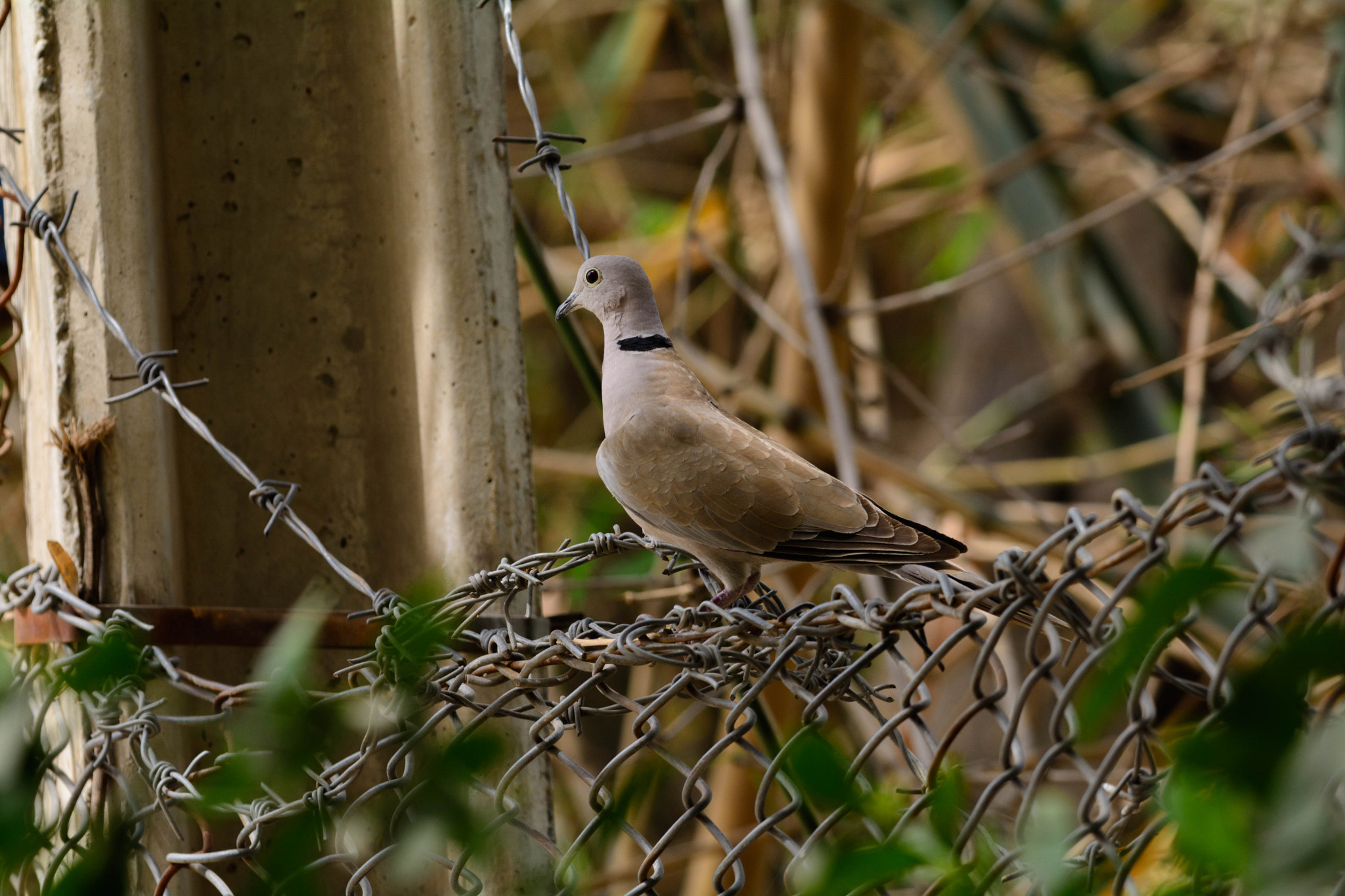 Nikon D7100 + Nikon AF-S Nikkor 300mm F4D ED-IF sample photo. The dove photography