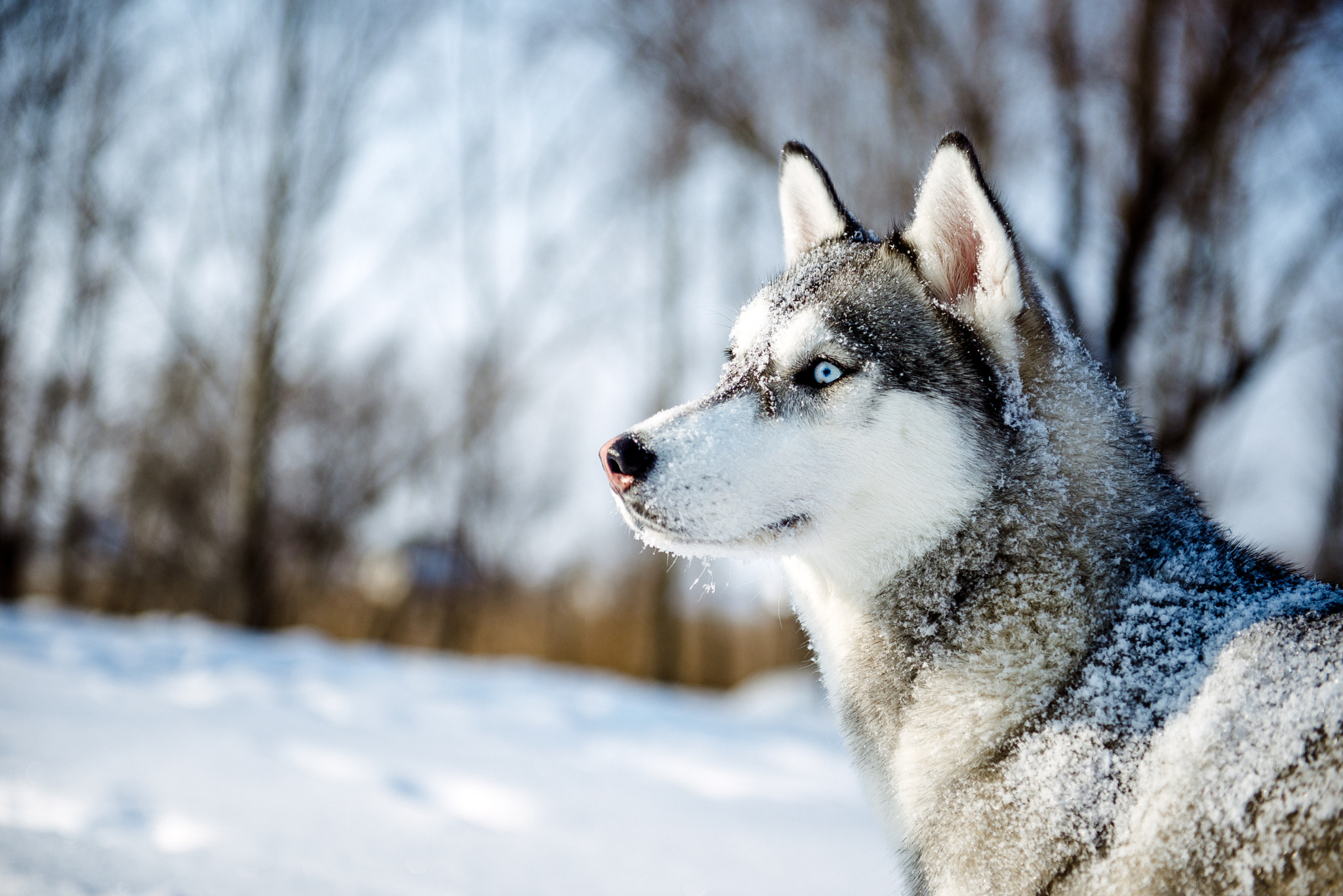 Nikon D610 sample photo. Portrait of siberian husky in profile photography