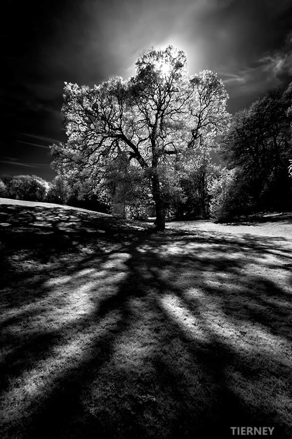 Nikon D70 sample photo. Tree light photography