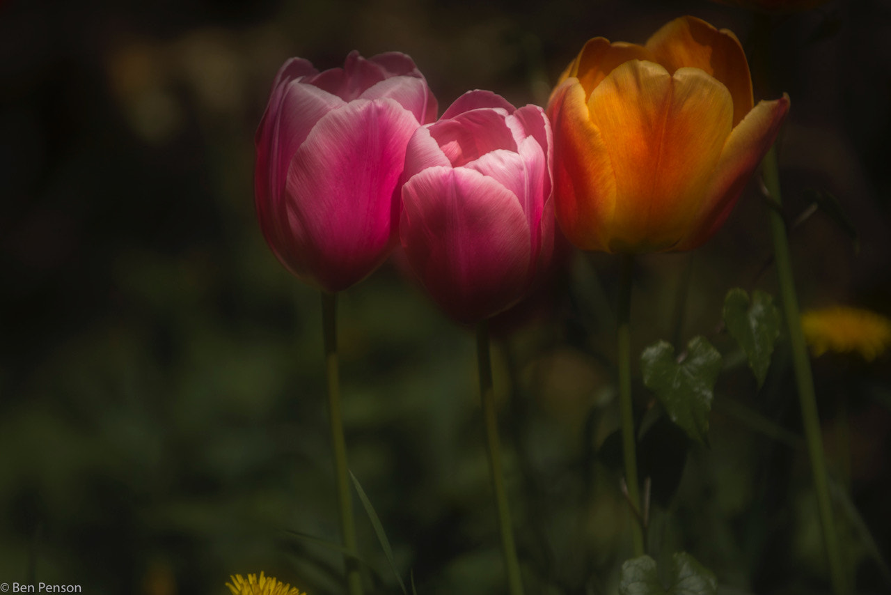 Nikon D800 sample photo
