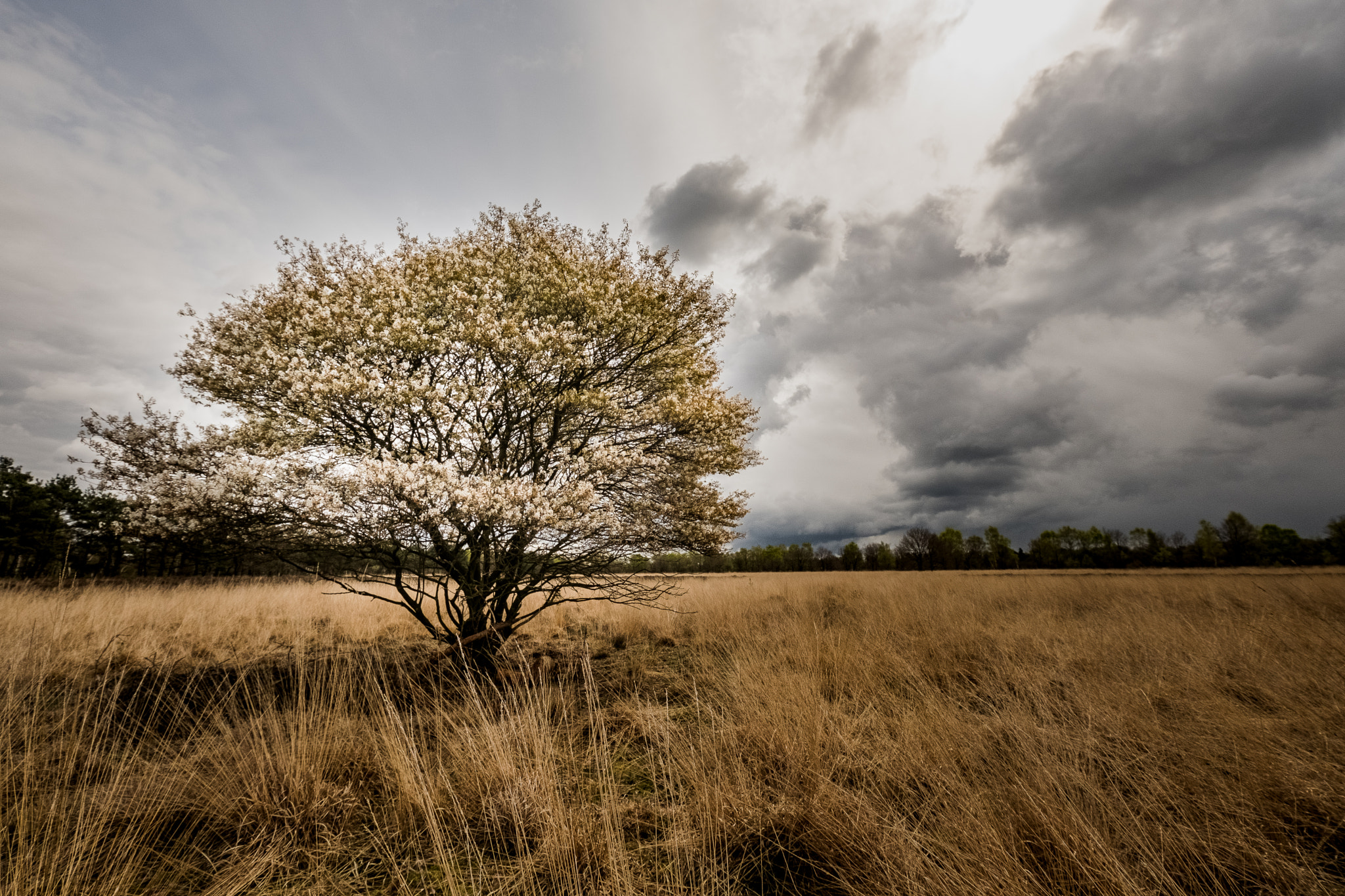 Fujifilm X-T2 + Fujifilm XF 10-24mm F4 R OIS sample photo. The luminous tree photography