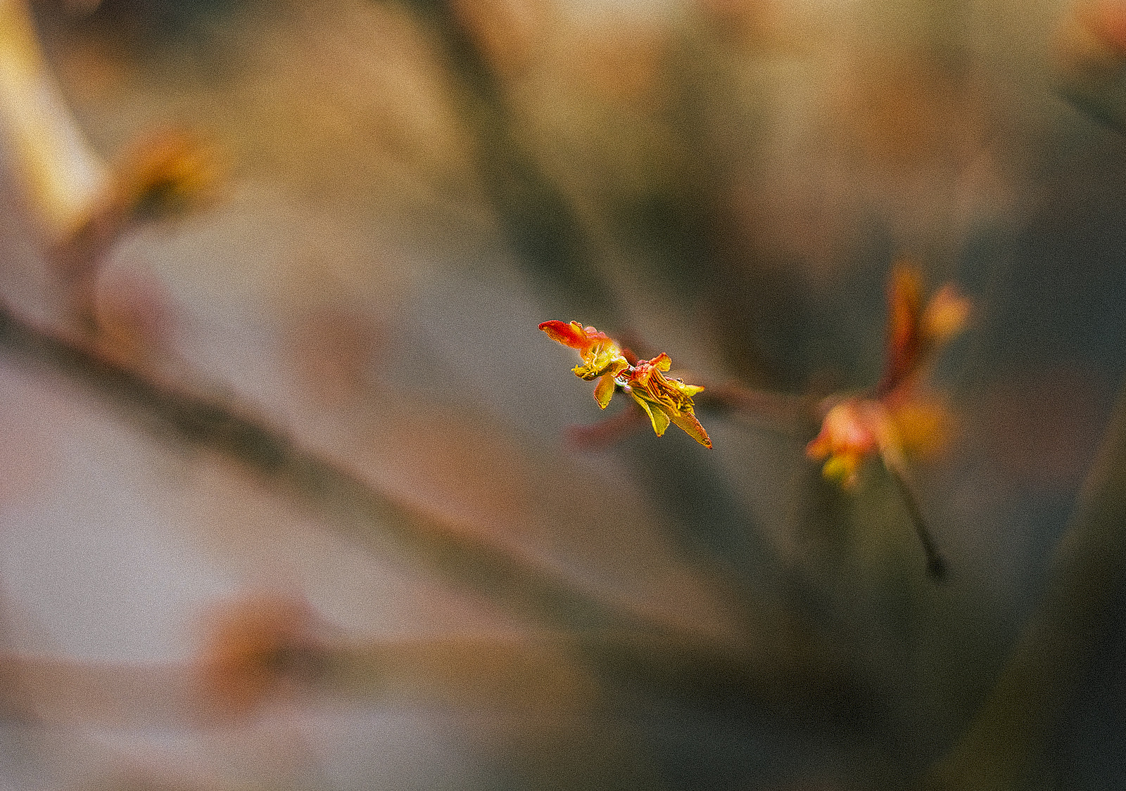 Nikon D7100 + Nikon AF-S Nikkor 50mm F1.8G sample photo. Dream photography