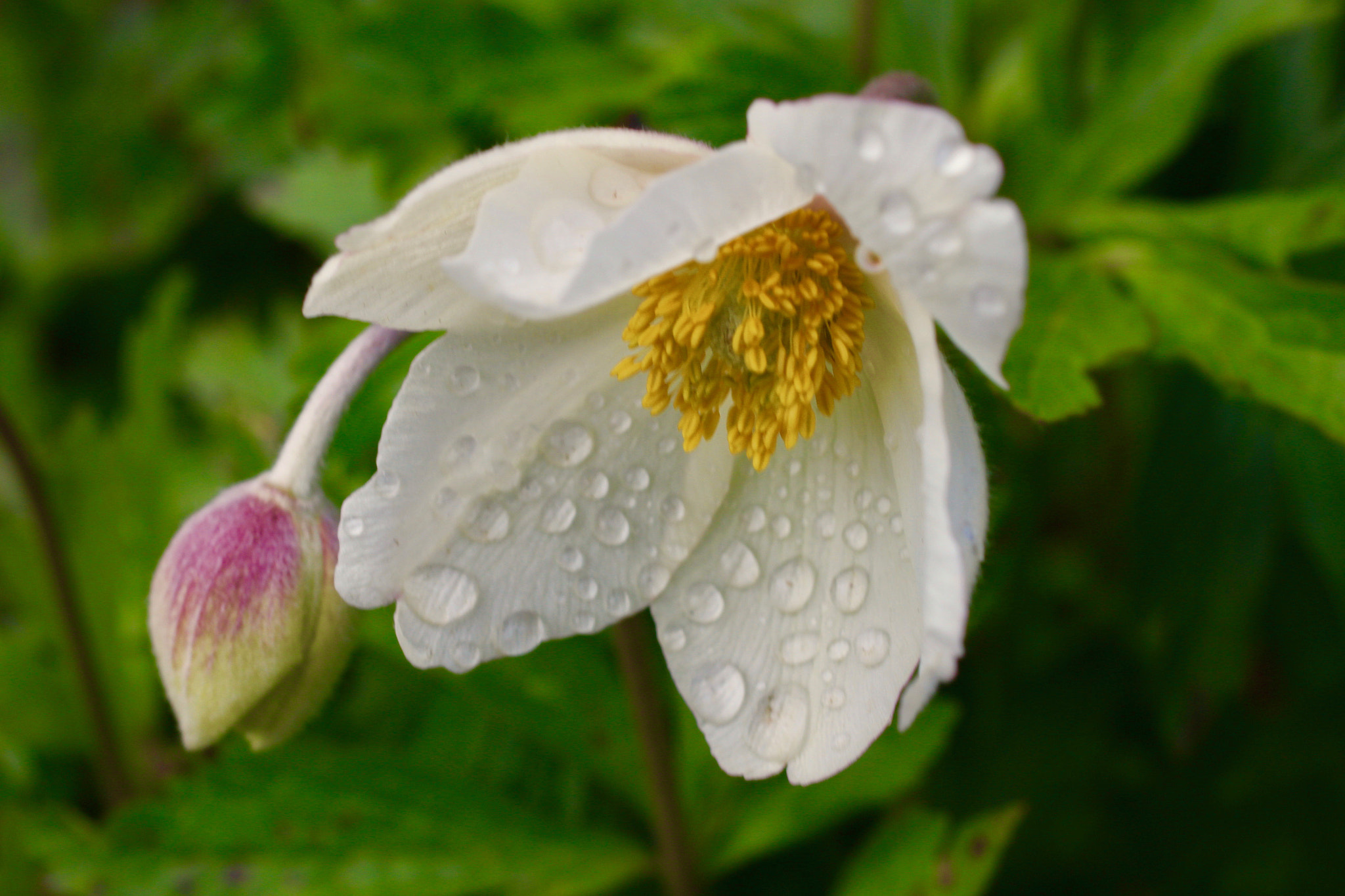 Sigma 50mm f/2.8 EX sample photo. Flower after the rain.... photography