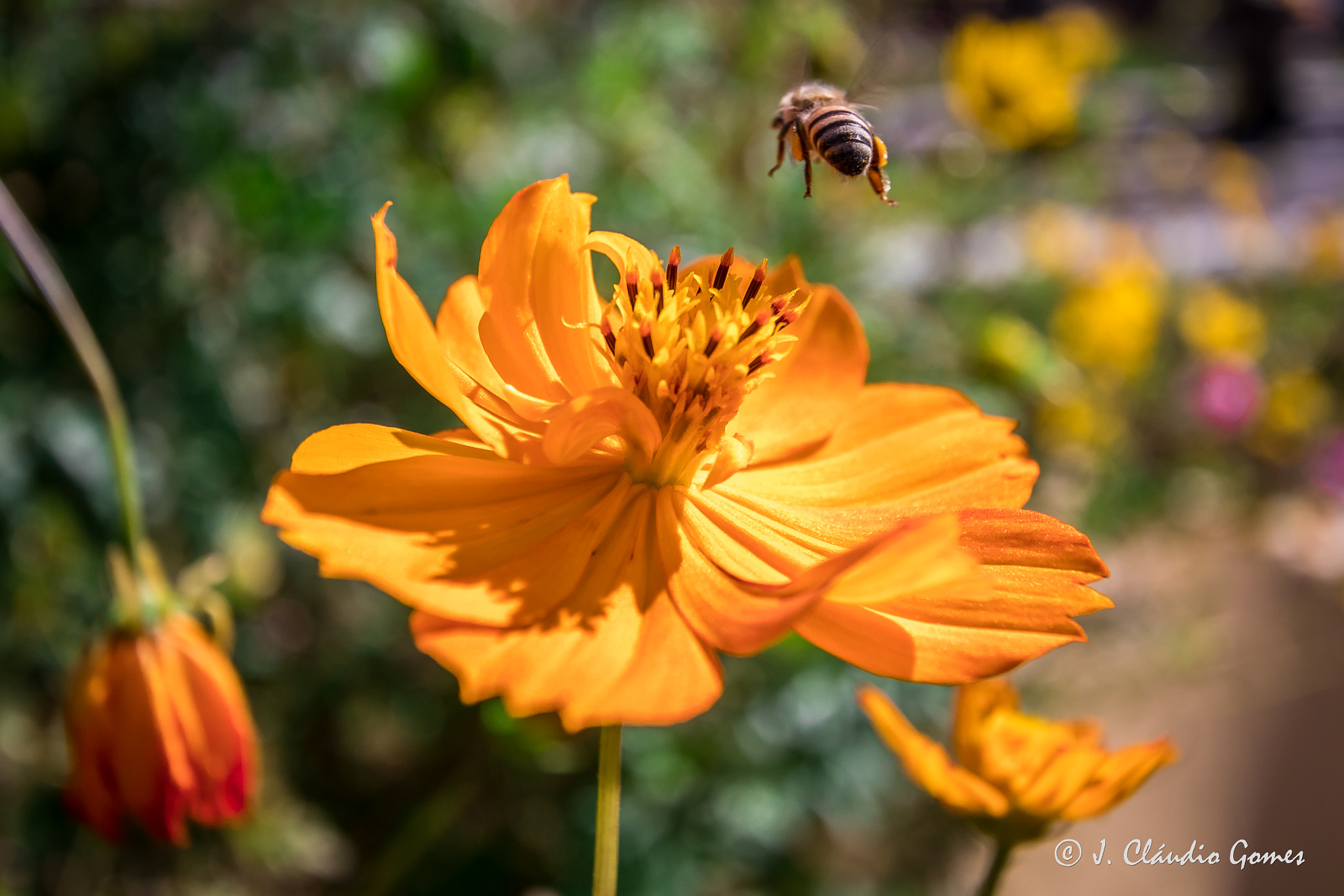 Canon EF-S 10-22mm F3.5-4.5 USM sample photo. Bug's life photography