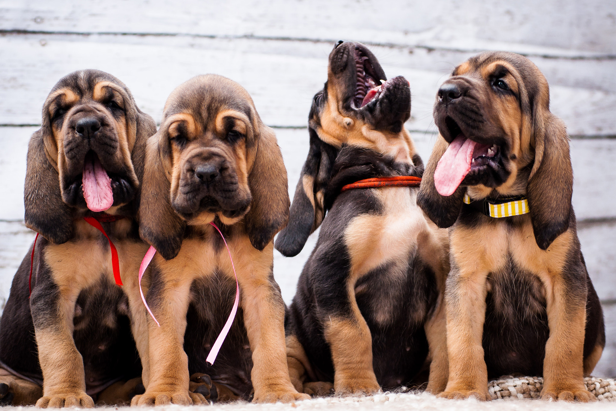 Nikon D90 sample photo. Beautiful puppies bloodhound on a light background photography