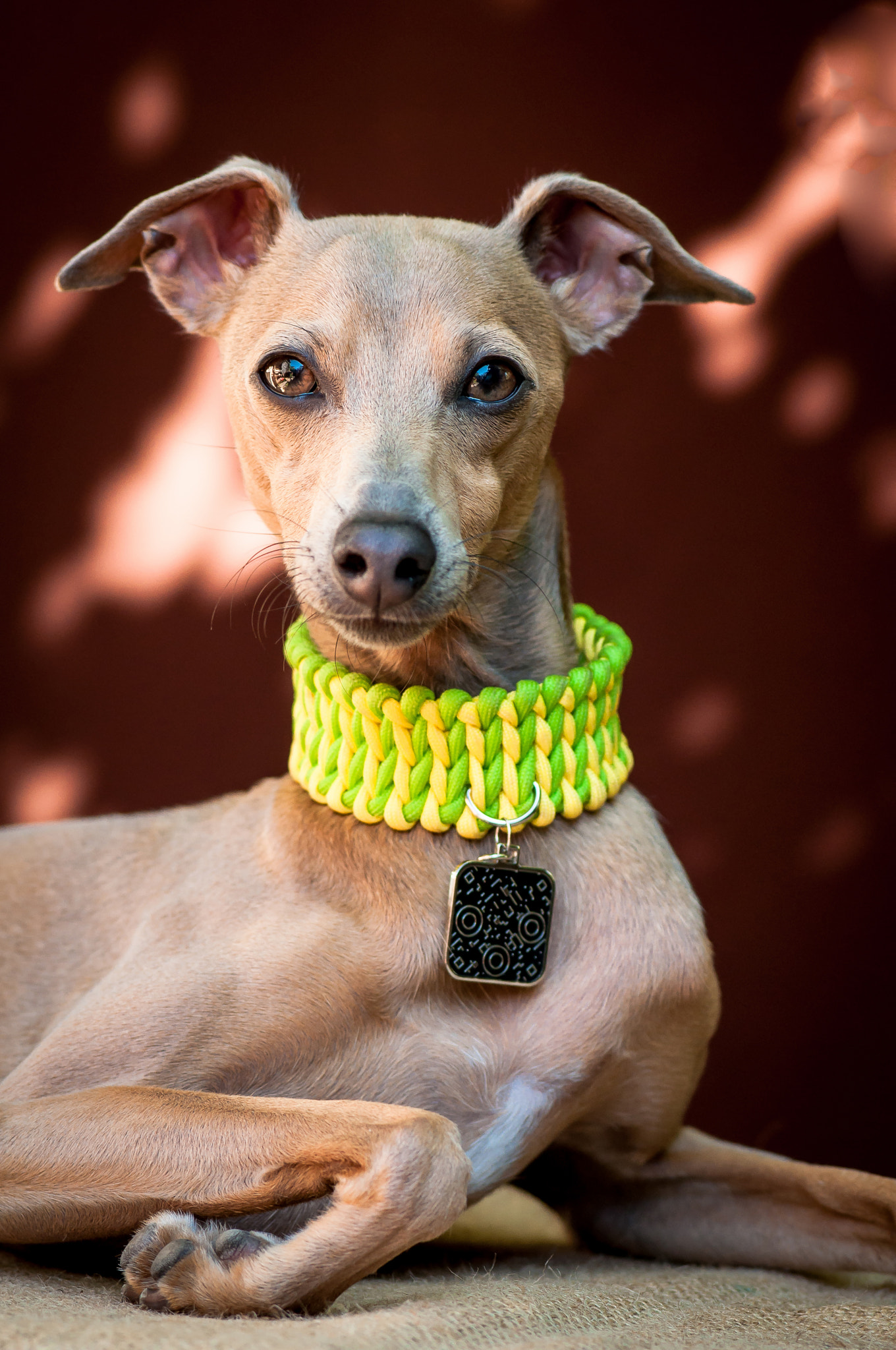 Nikon AF-Nikkor 80-200mm F2.8D ED sample photo. The portrait of a dog of breed the italian greyhound of brown color photography