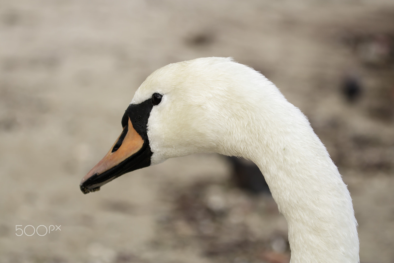 Canon EOS 750D (EOS Rebel T6i / EOS Kiss X8i) sample photo. Swan photography