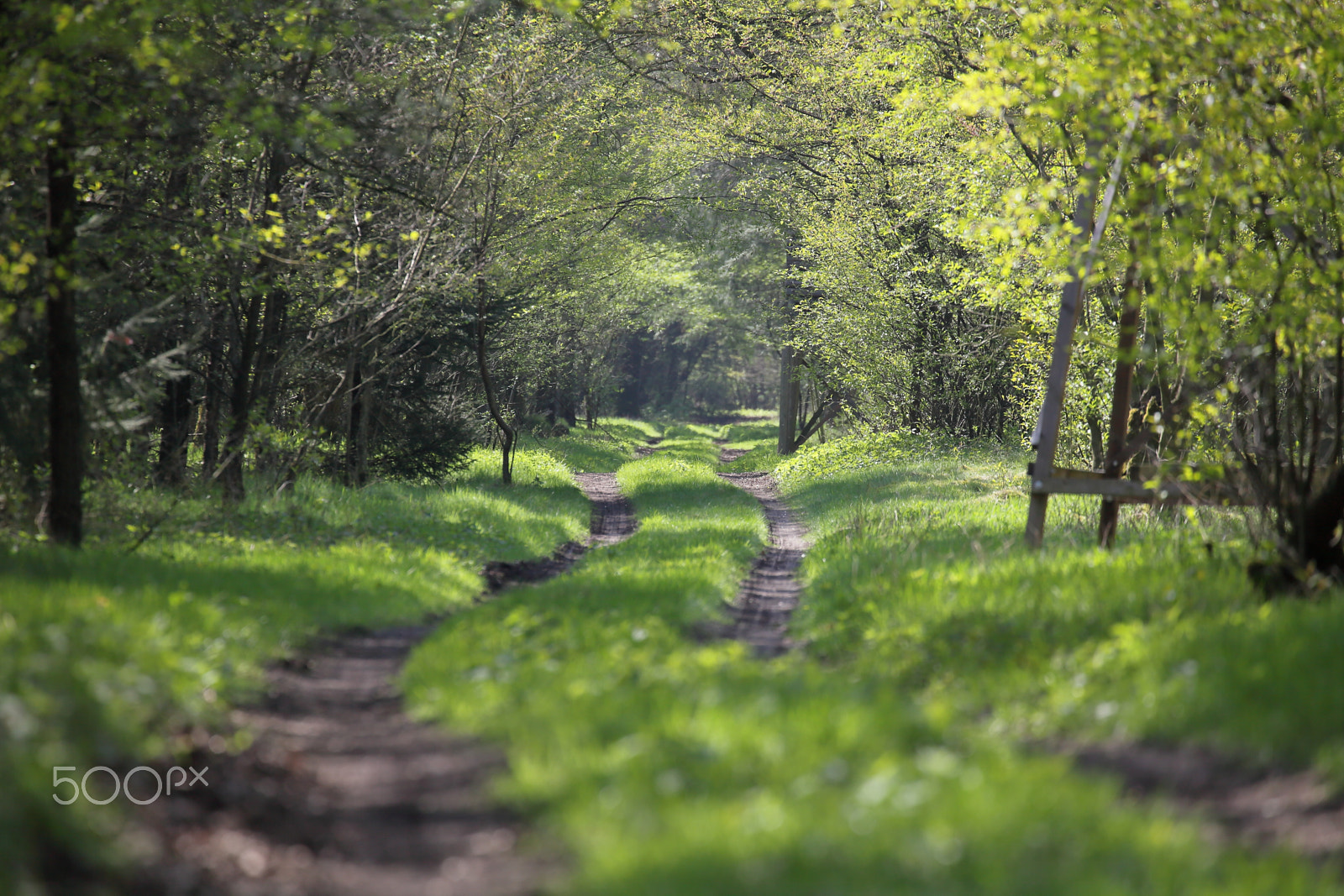 Canon EF 70-300mm F4-5.6L IS USM sample photo. Springtime in nature photography