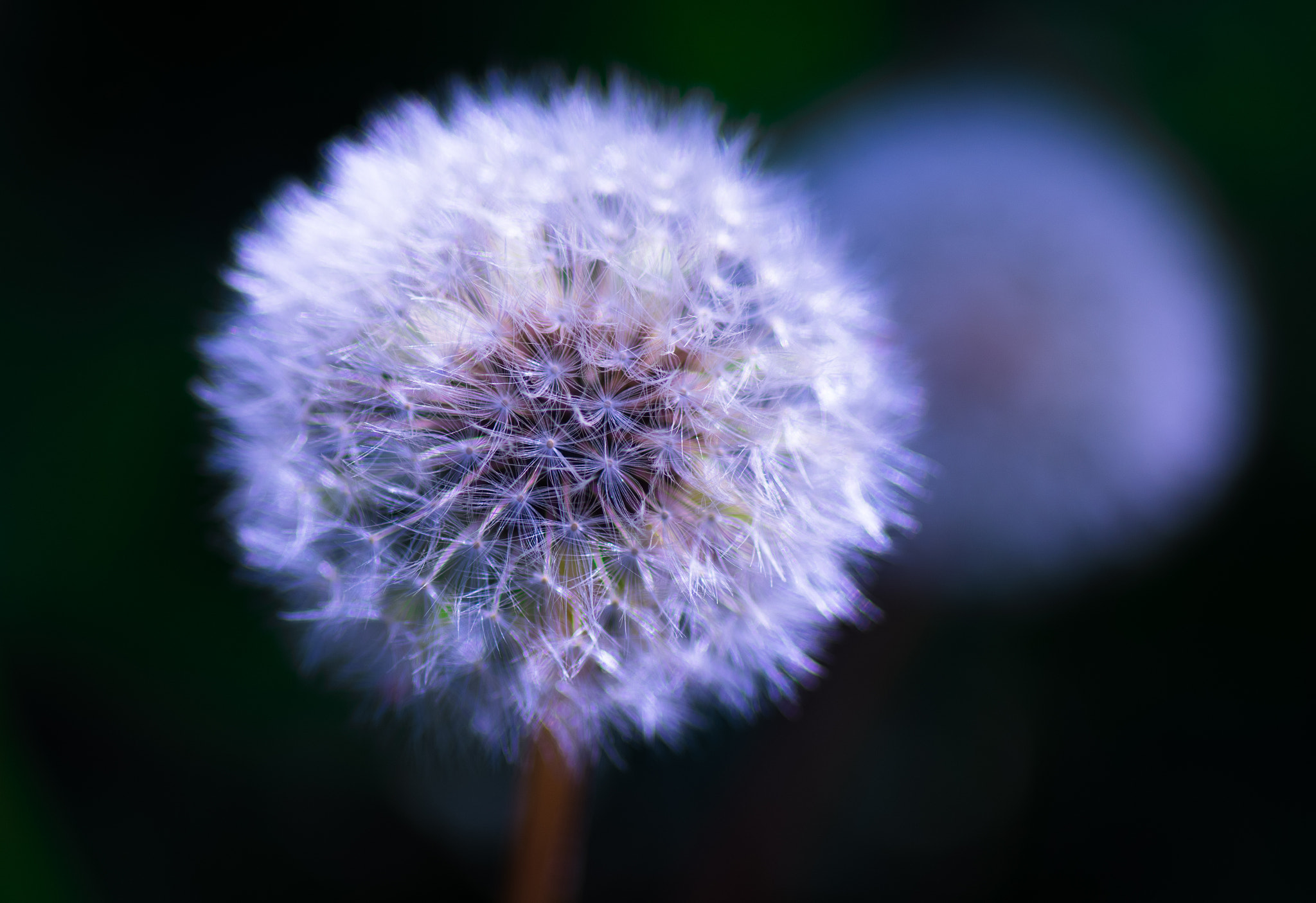 Pentax smc D-FA 100mm F2.8 Macro WR sample photo. In the middle of the spring photography