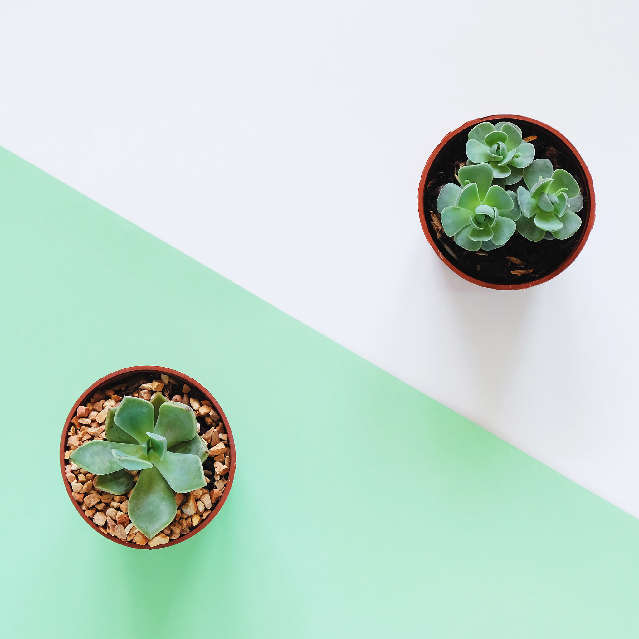 Fujifilm X-E2 + Fujifilm XF 18-55mm F2.8-4 R LM OIS sample photo. Top view of minimal plant pot photography