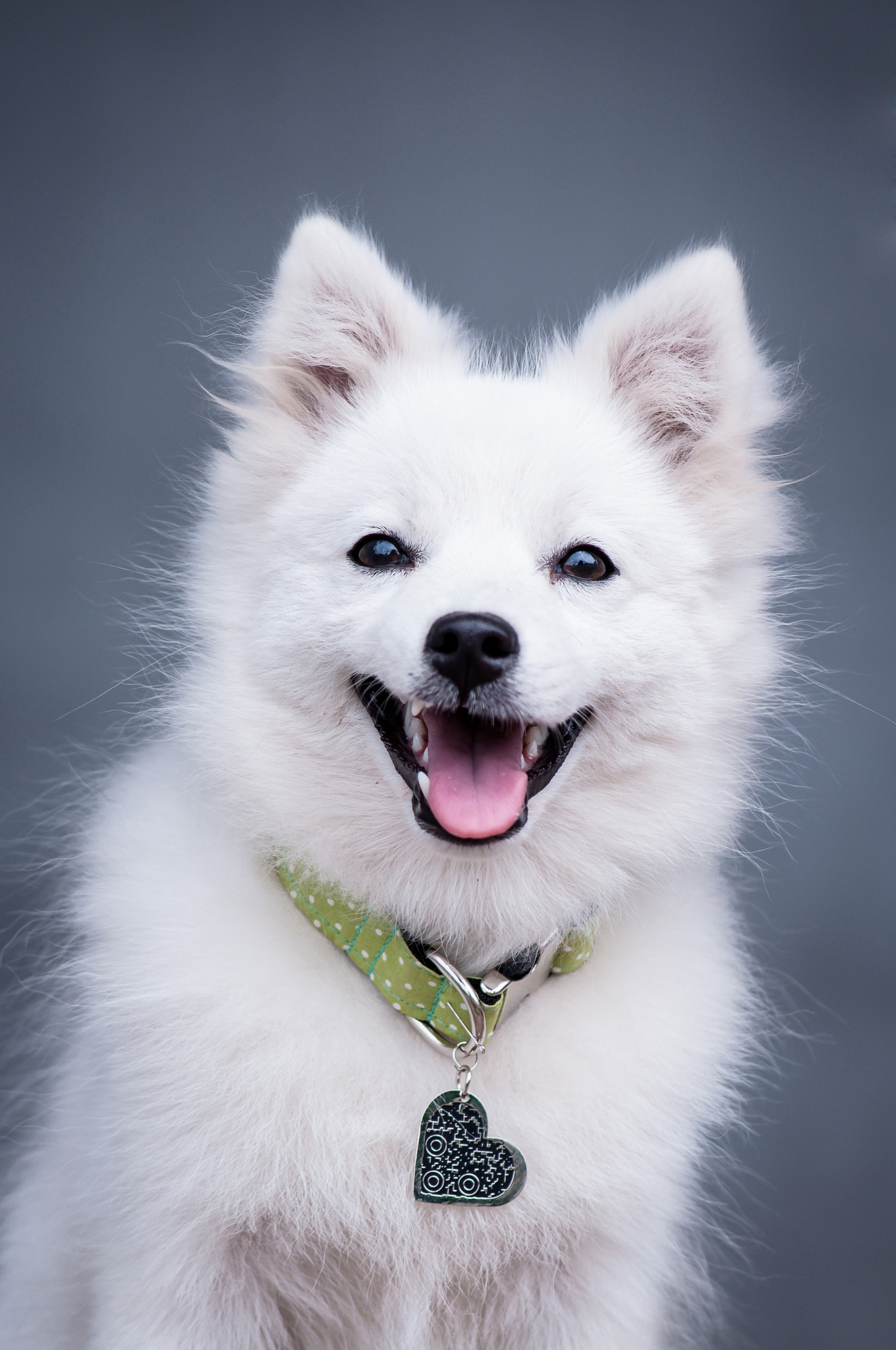 Nikon D90 + Nikon AF-Nikkor 80-200mm F2.8D ED sample photo. Japanese white spitz on gray background photography