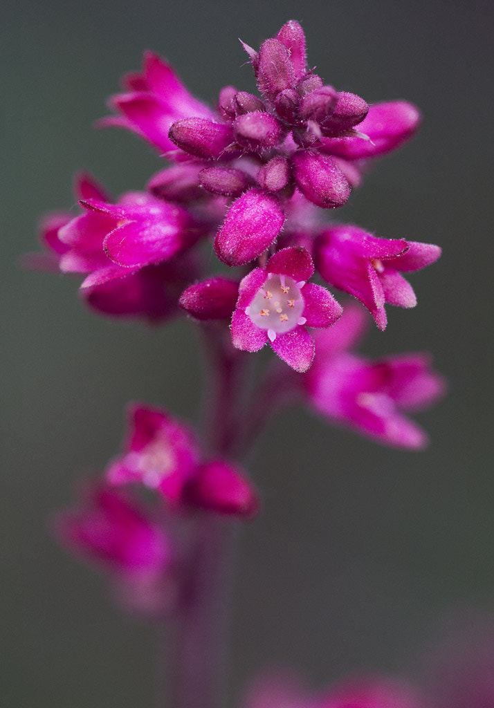 Sigma APO Macro 150mm f/2.8 EX DG HSM sample photo. Pinkladys photography