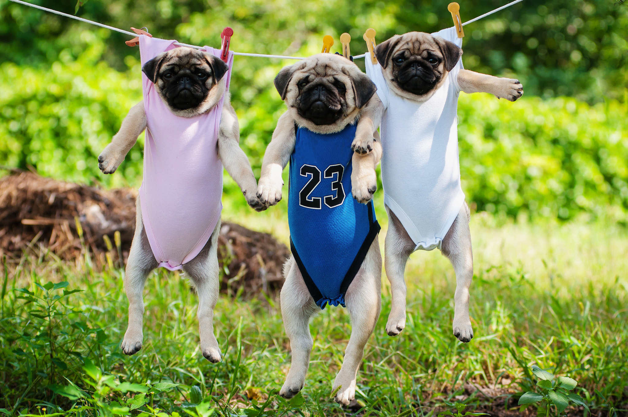 Nikon D90 sample photo. Funny pug puppies weigh in a clothesline photography