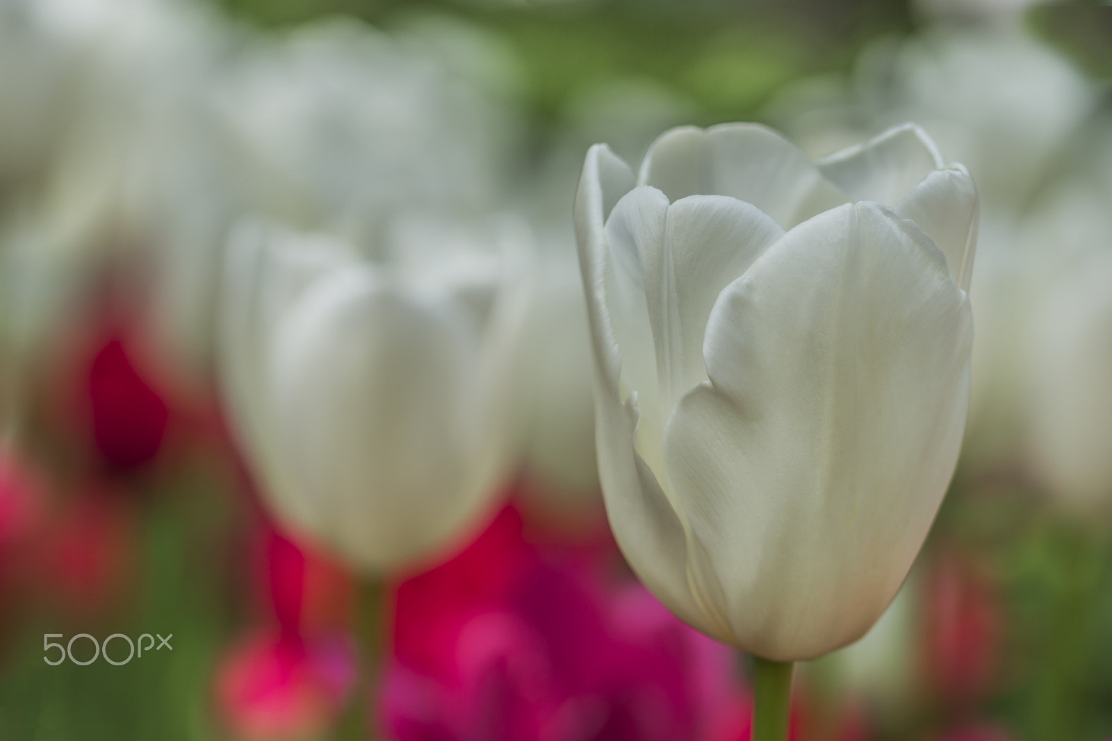 Sigma 105mm F2.8 EX DG OS HSM sample photo. White photography