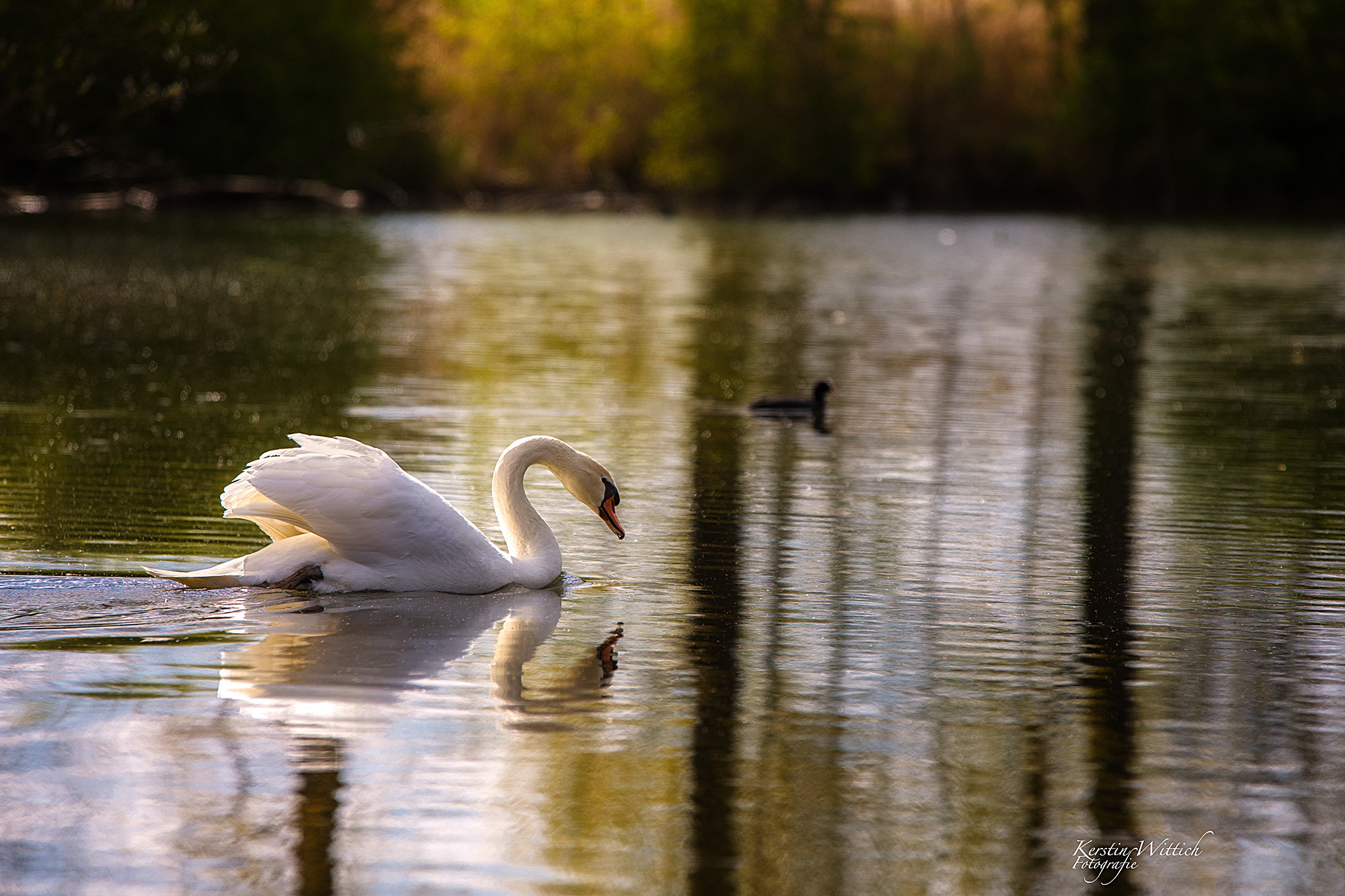 Sigma 70-200mm F2.8 EX DG OS HSM sample photo. Swan photography