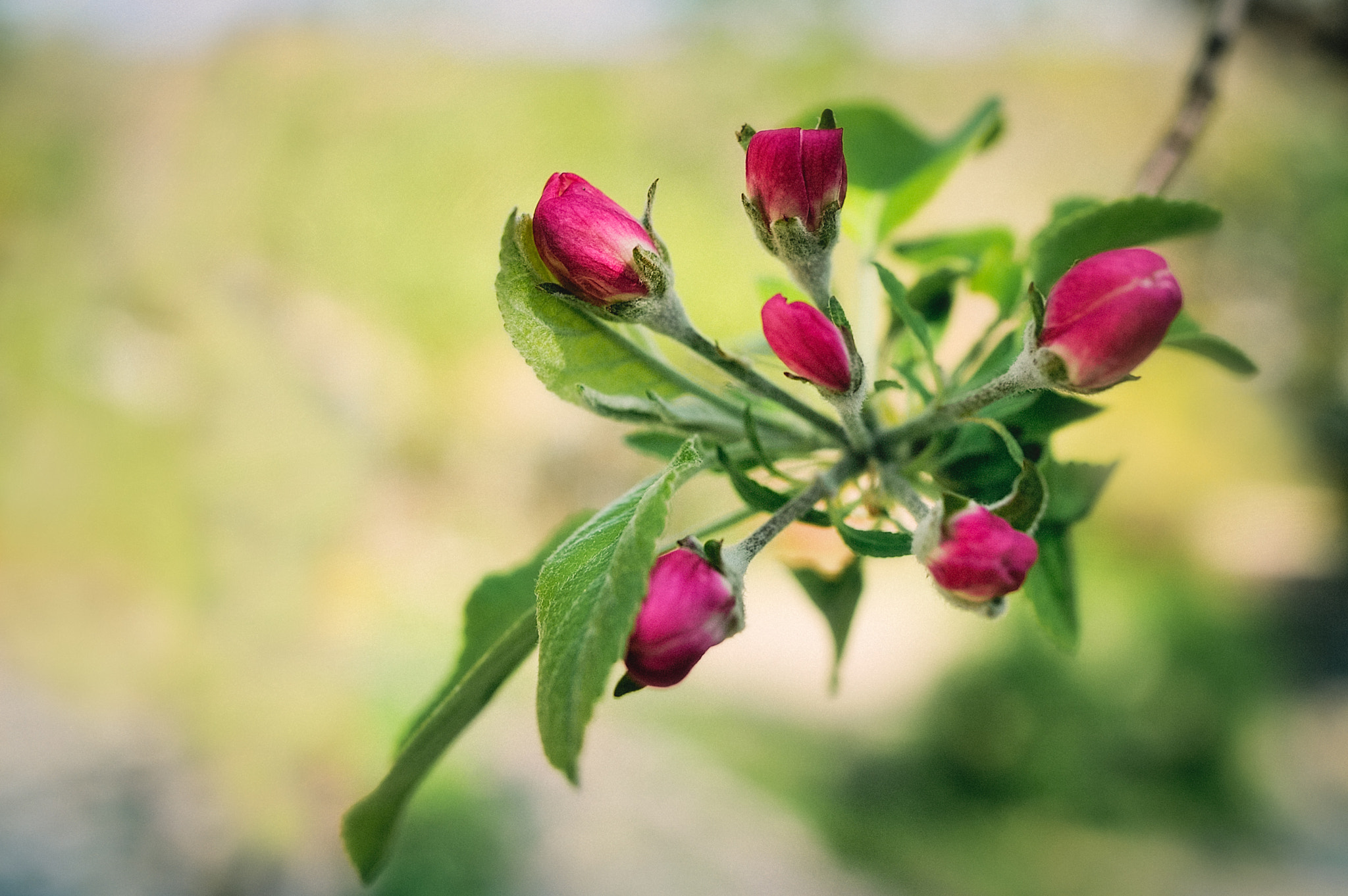 Nikon AF-S Nikkor 28mm F1.8G sample photo. *** photography