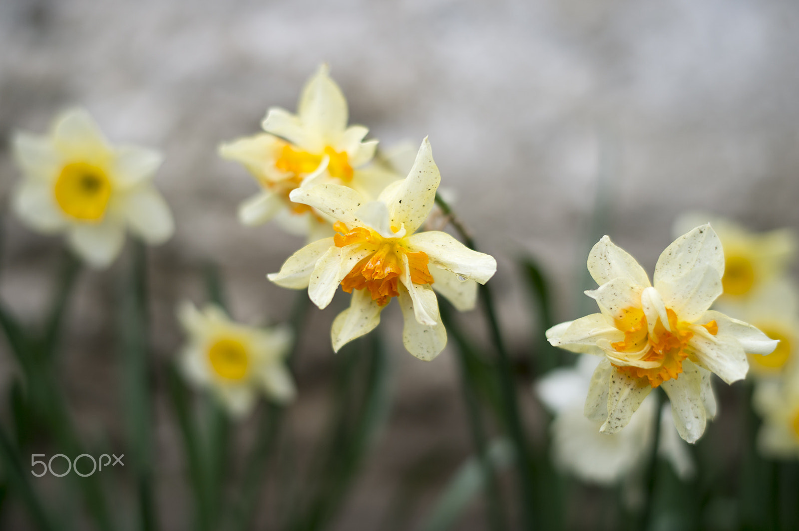 Nikon AF-S Nikkor 58mm F1.4G sample photo. Dsc photography