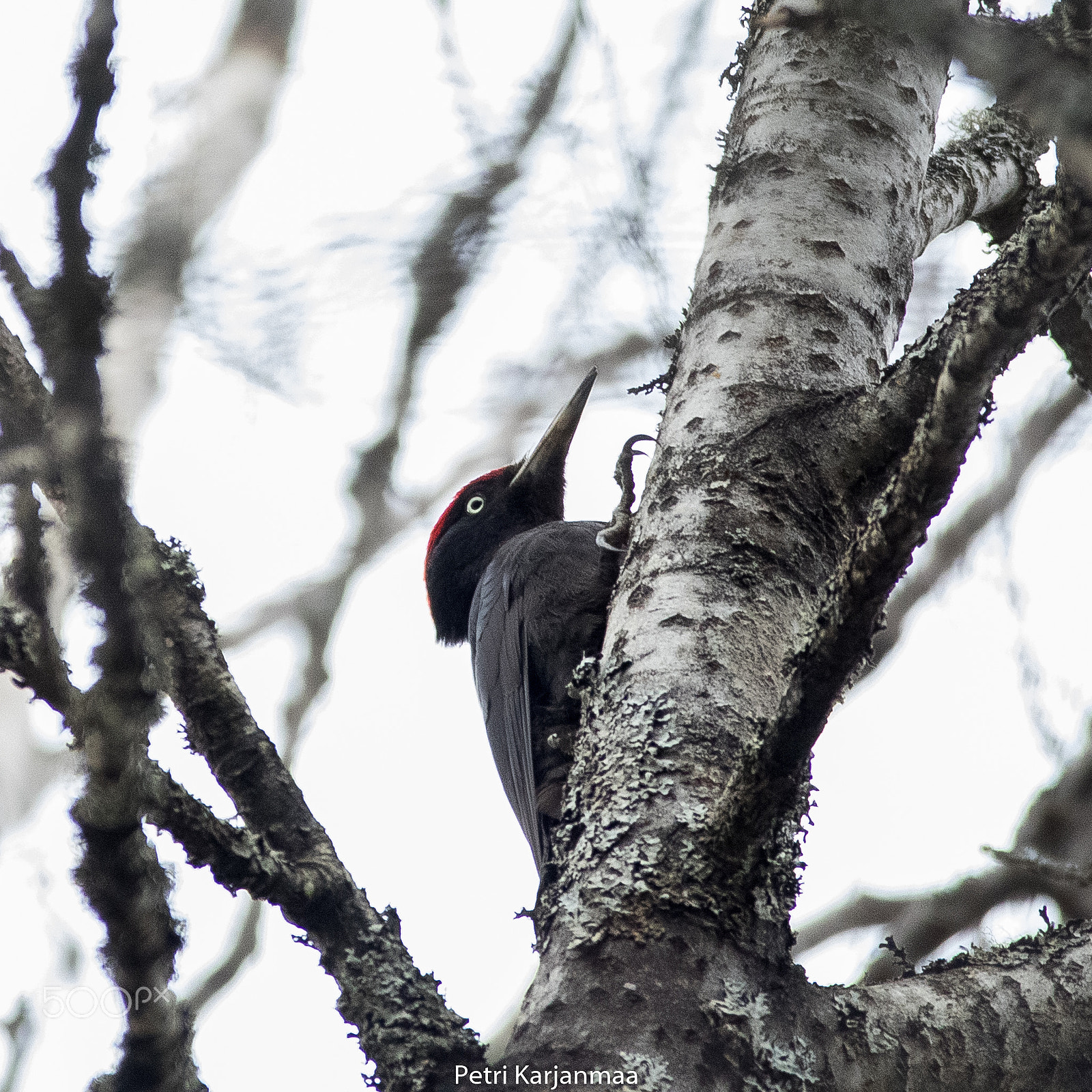 Canon EF 300mm f/2.8L + 1.4x sample photo. Dryocopus martius photography