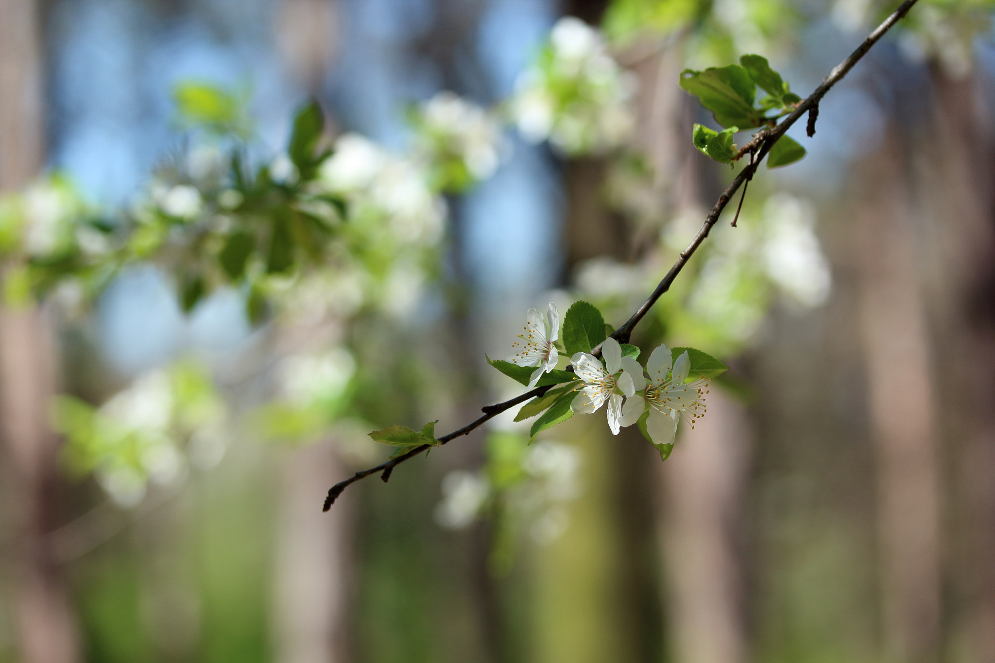 Canon EF-S 60mm F2.8 Macro USM sample photo. Разцъфнали в любов: Дила. photography