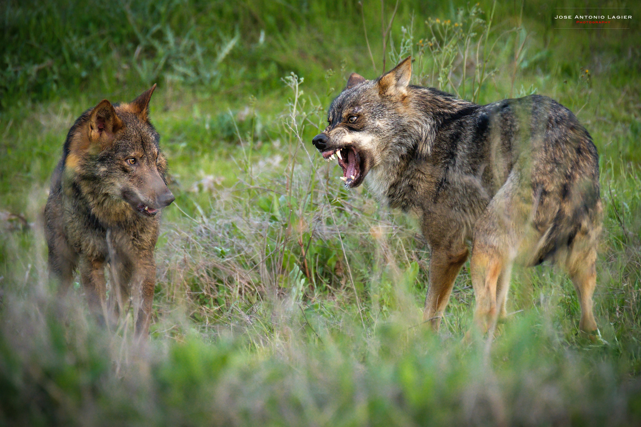 XF100-400mmF4.5-5.6 R LM OIS WR + 1.4x sample photo. Bronca de lobos. photography