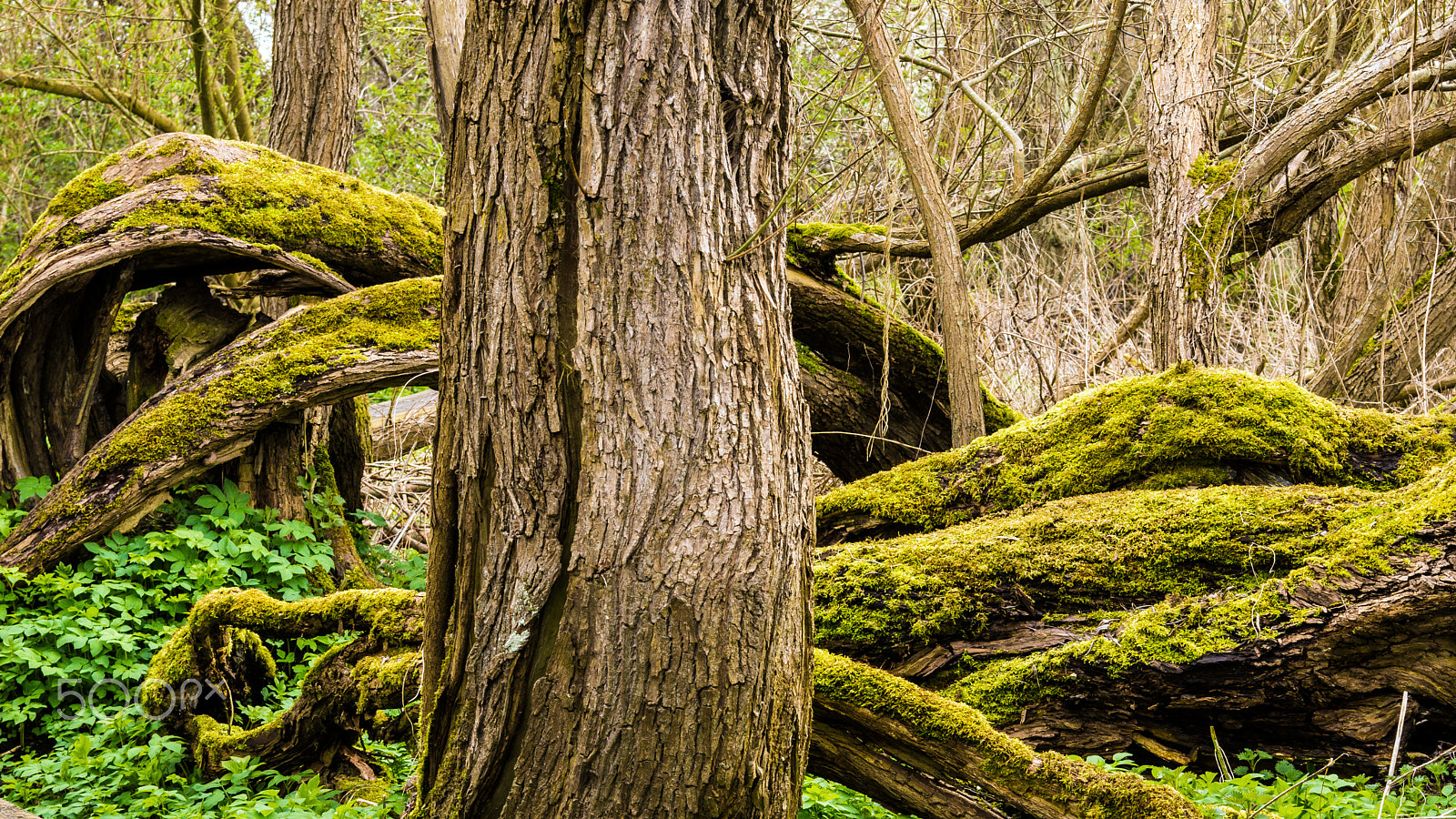 Sony 70-300mm F4.5-5.6 G SSM sample photo. Mossy trees photography