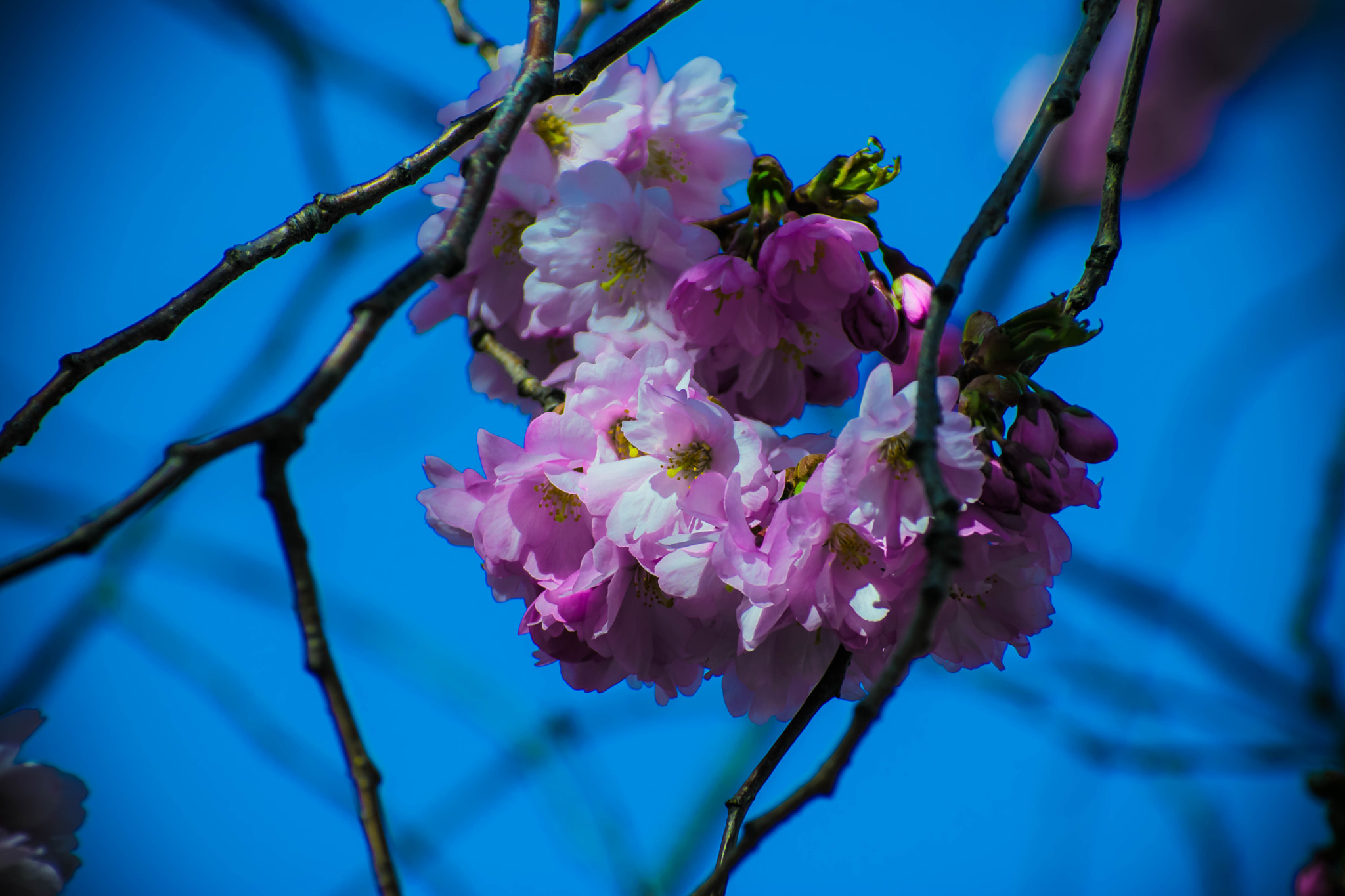 Nikon D5300 + Sigma 70-300mm F4-5.6 DG OS sample photo. Cherry blossoms photography