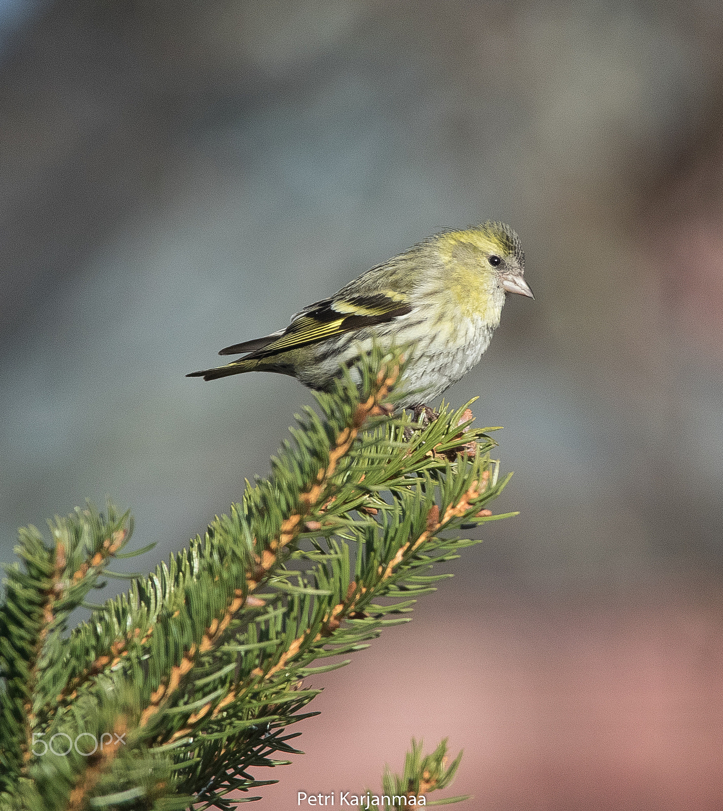 Canon EF 300mm f/2.8L + 1.4x sample photo. A paragraph of beauty photography