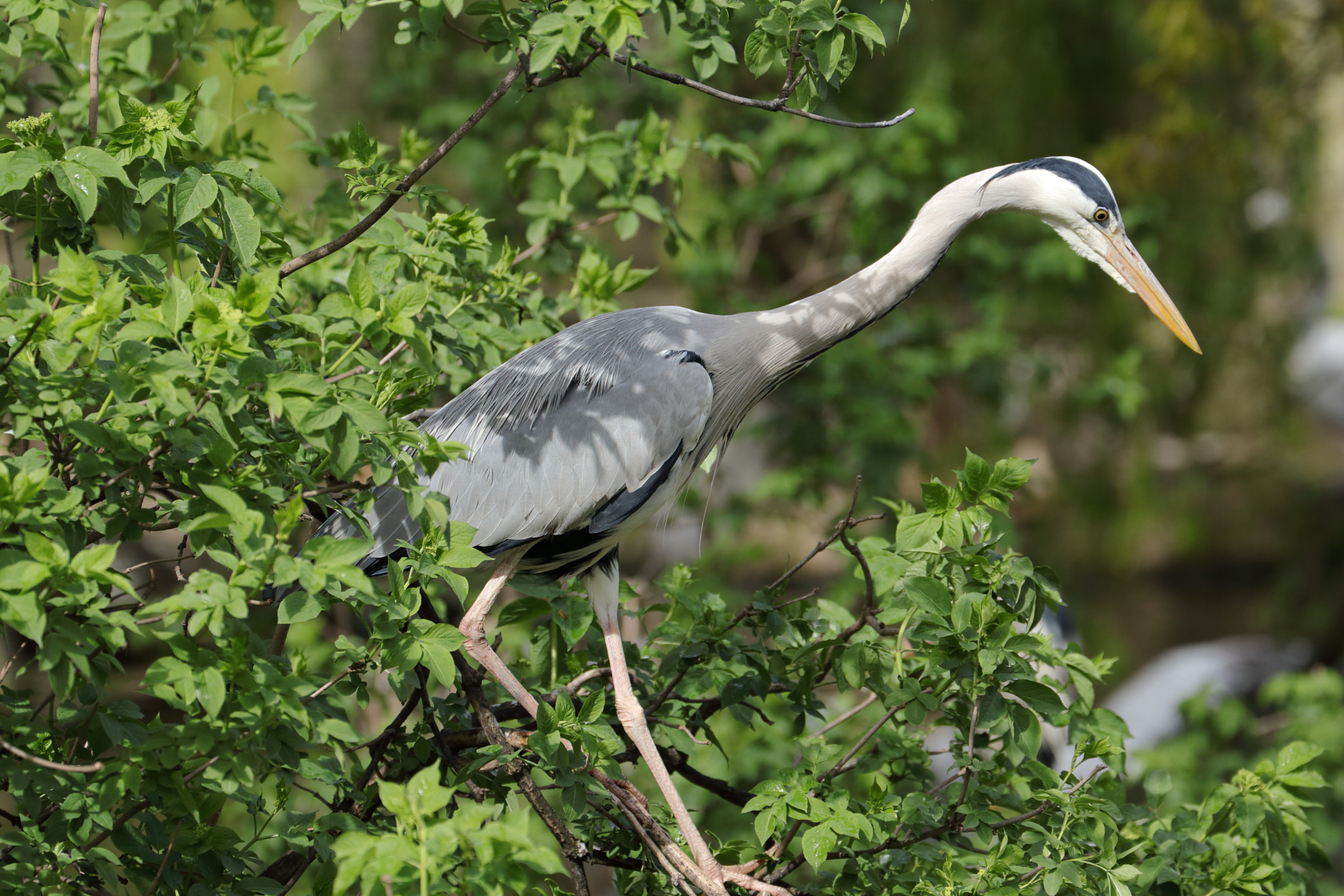 Canon EF 70-300mm F4-5.6L IS USM sample photo. Grey heron photography