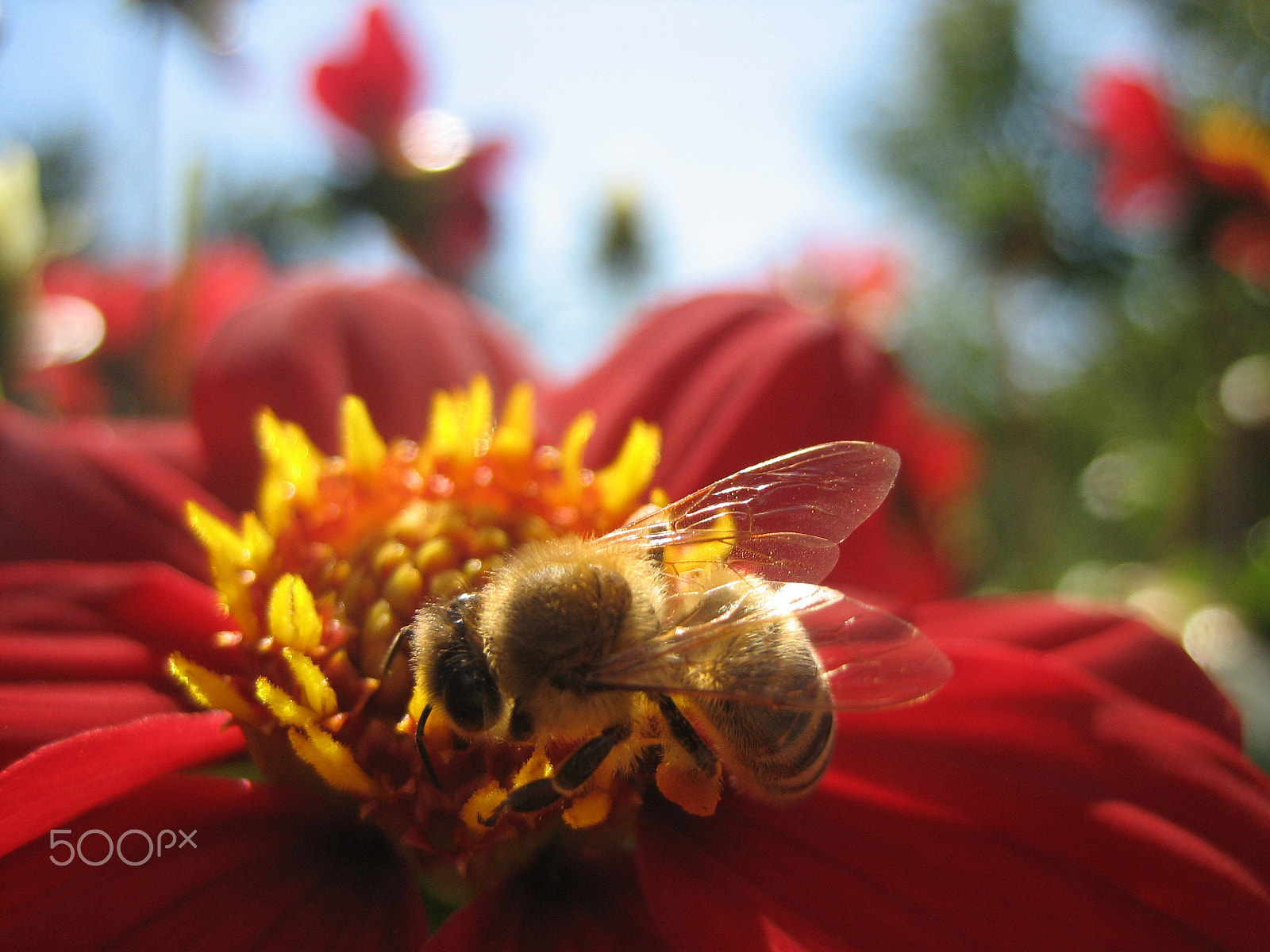 Canon DIGITAL IXUS 50 sample photo. Bee photography