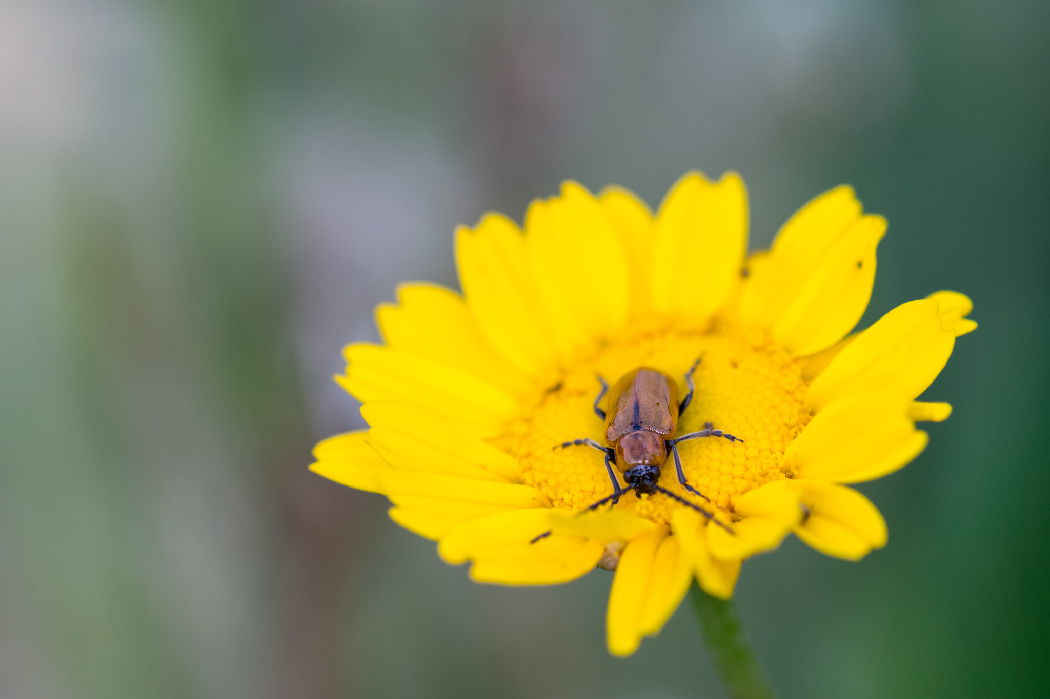 Canon EOS 6D + Sigma 105mm F2.8 EX DG OS HSM sample photo. Exosoma lusitanicum  230417-0198 photography