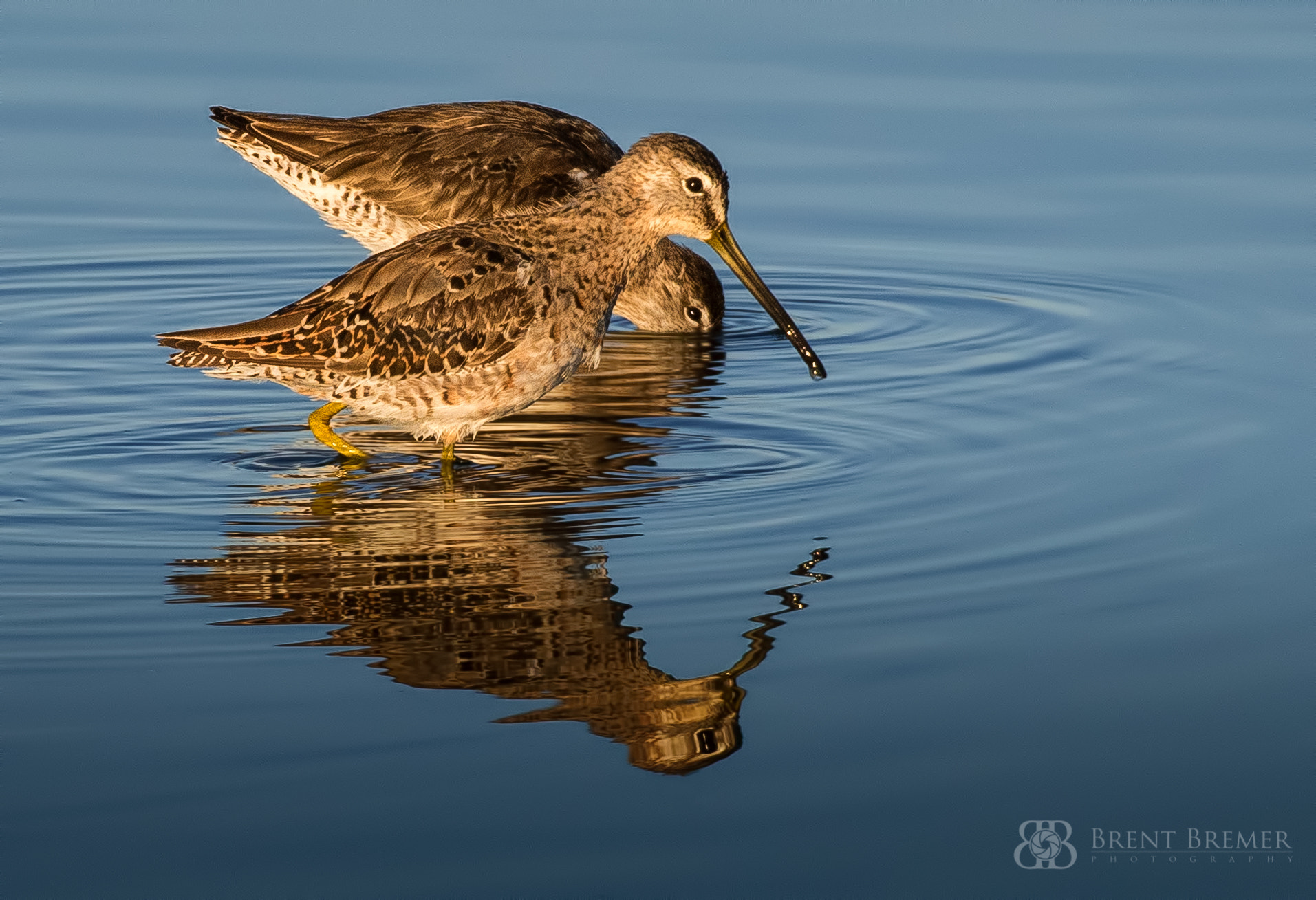 Nikon AF-S Nikkor 200-400mm F4G ED VR II sample photo. Pair of dowitchers photography