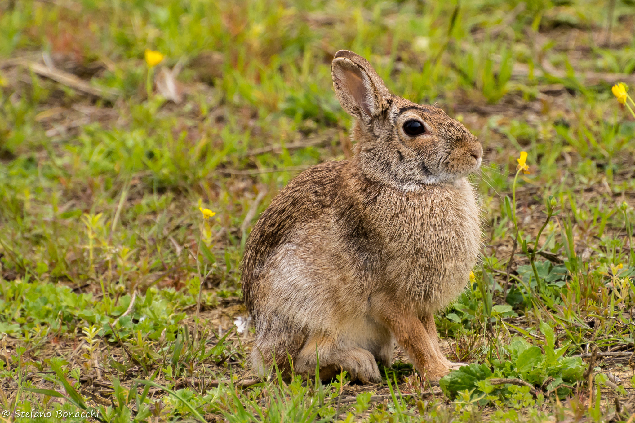 Nikon D7200 sample photo. Rabbit photography