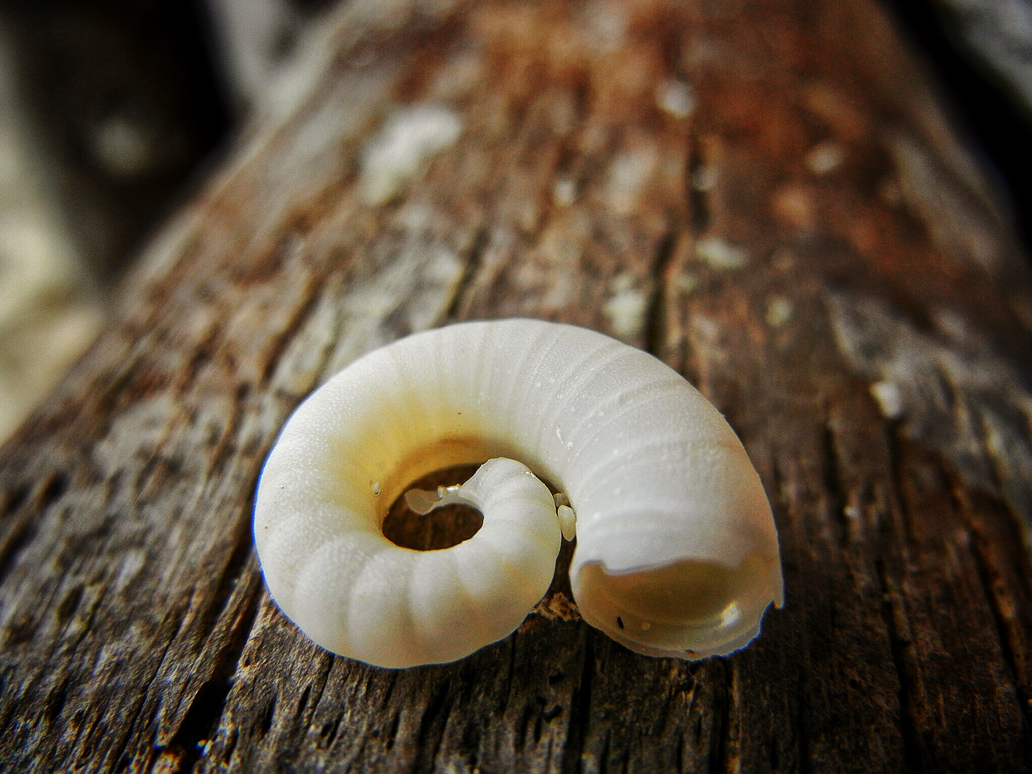 Nikon Coolpix S8100 sample photo. Snail shell st. thomas photography