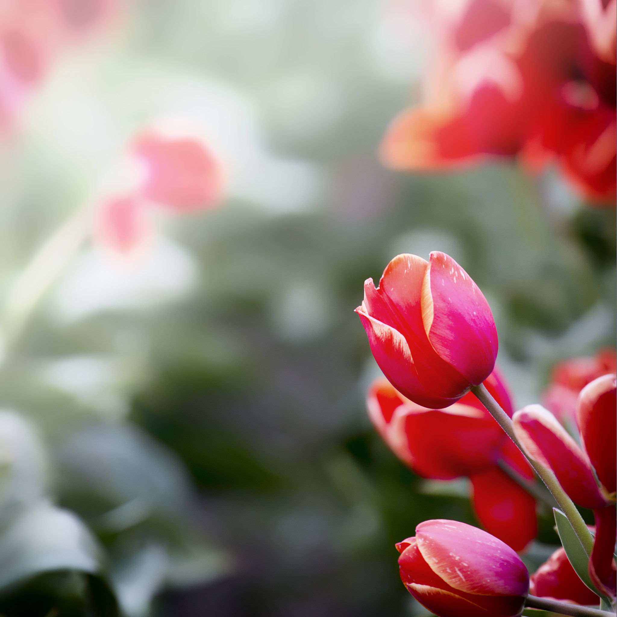 Canon EOS 70D + Canon EF 70-200mm F4L USM sample photo. Red tulip photography